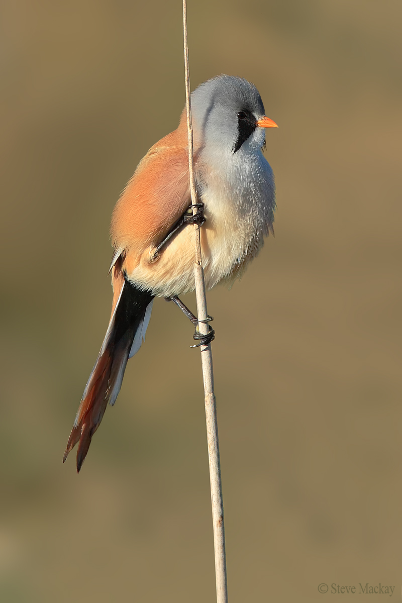 Black Eyed basettino