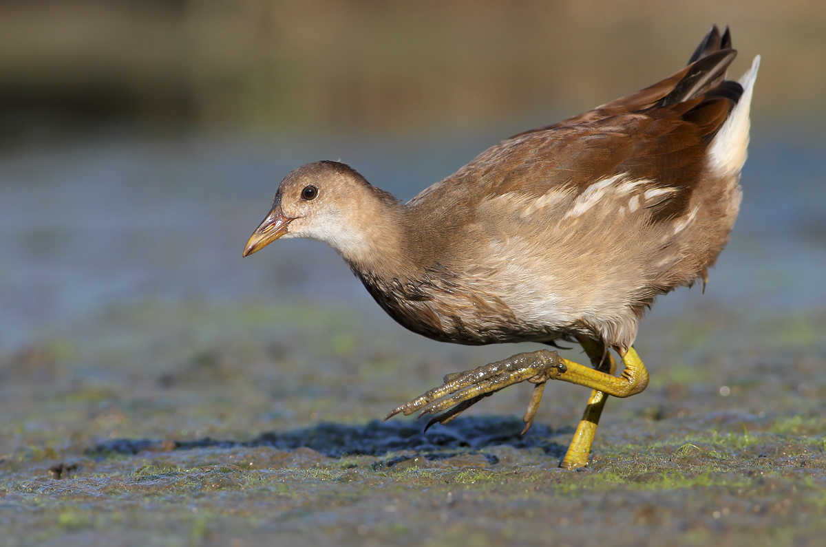Young Water Hen