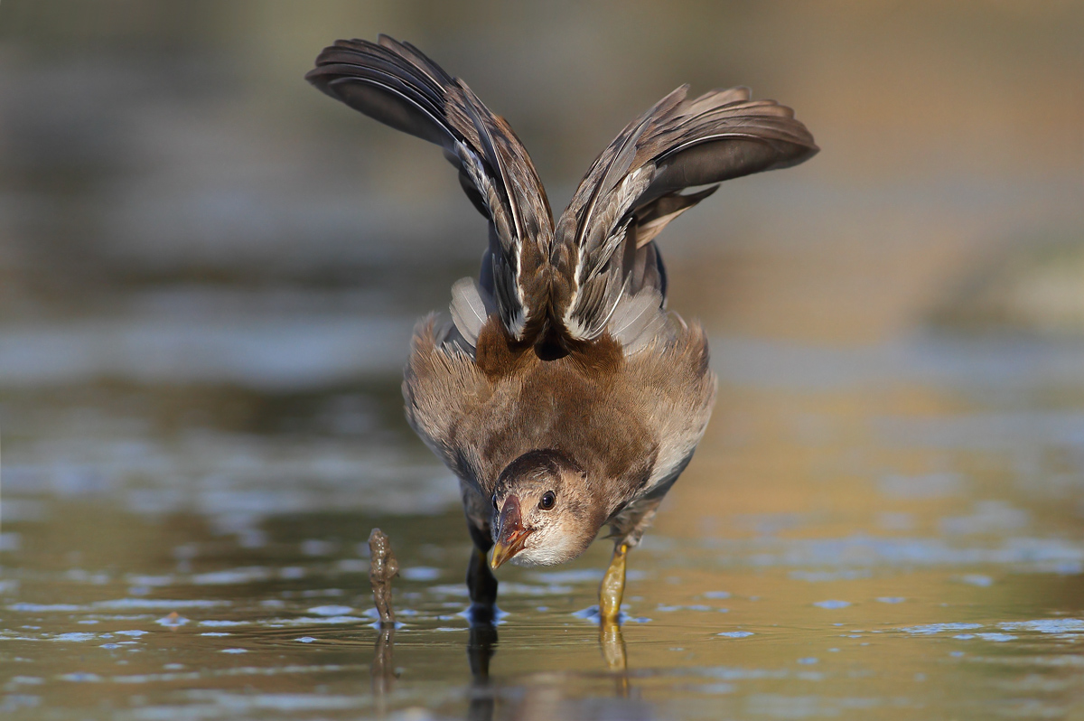 Young Water Hen