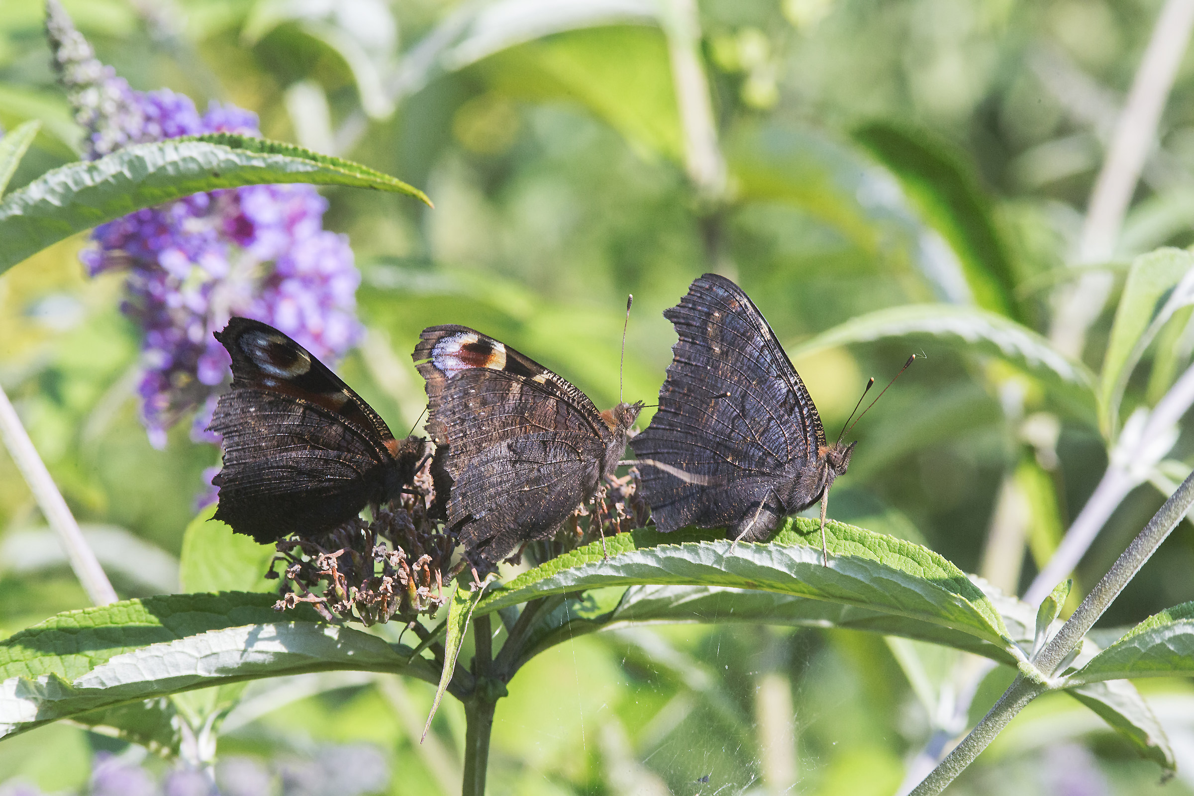 Three-Nino from Vanessa I