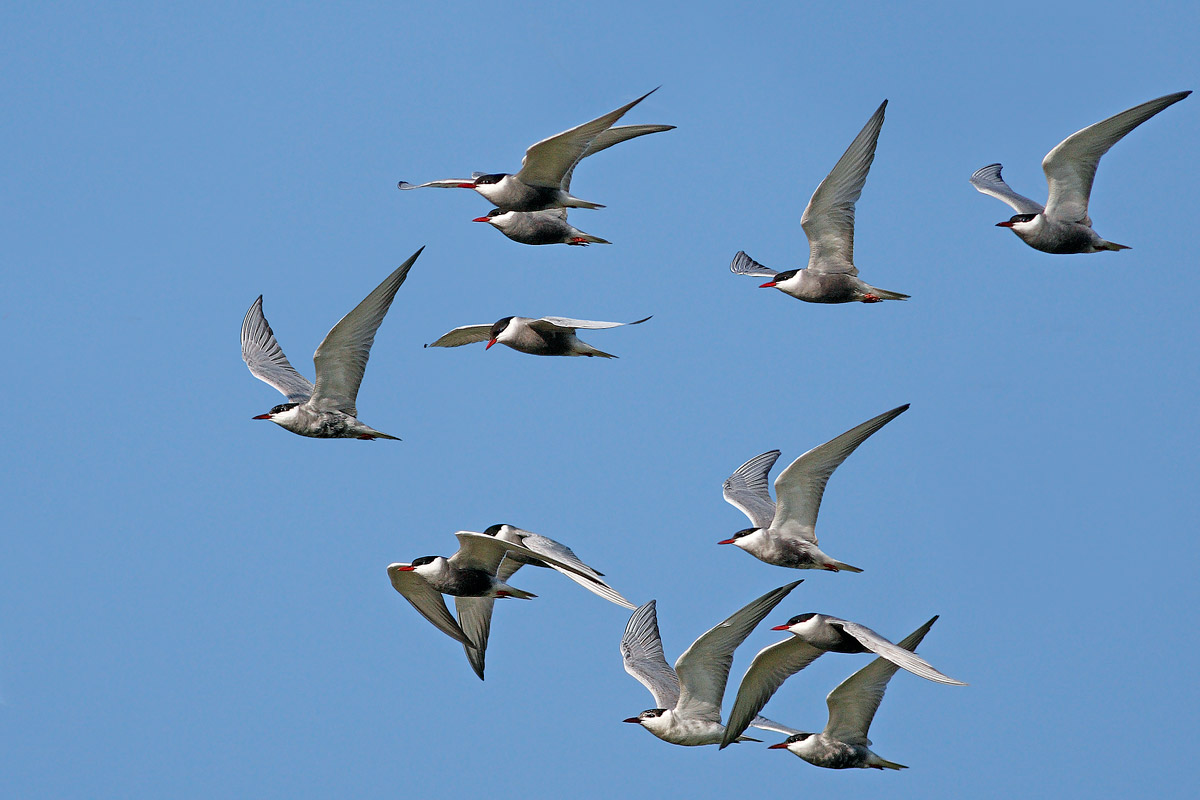 Quella sporca dozzina