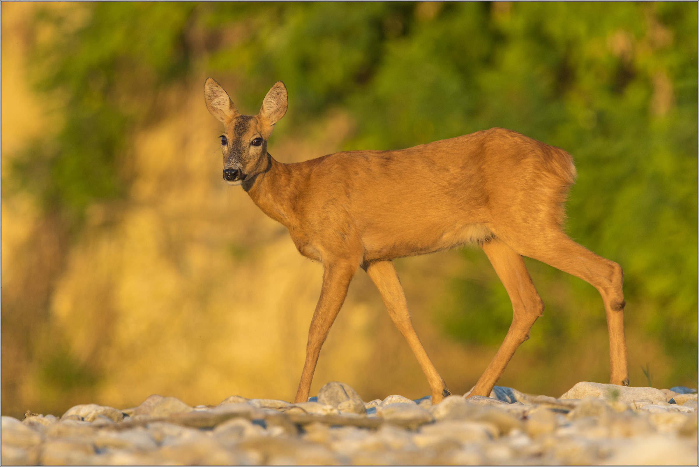 giovane femmina allo scoperto