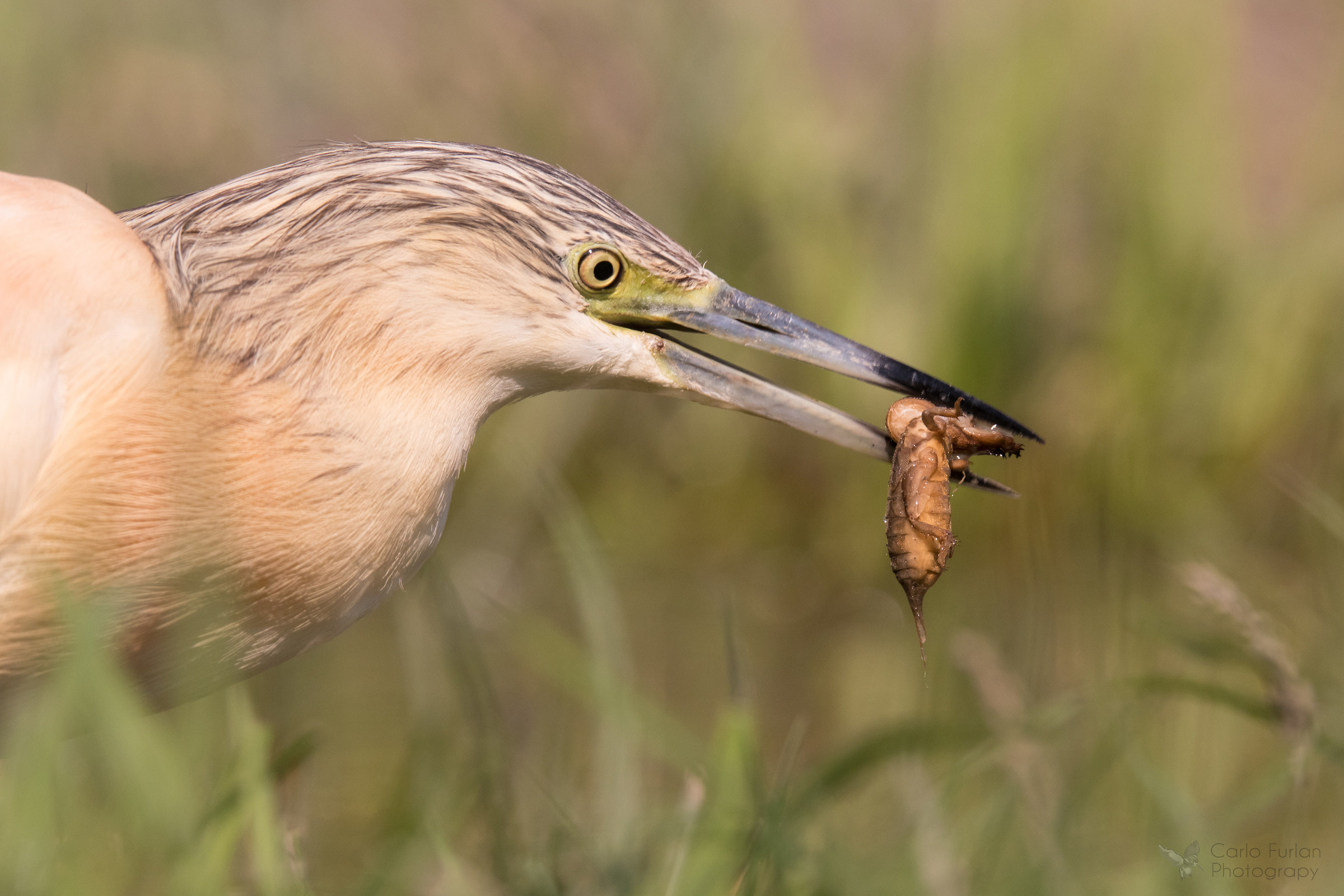 Sgarza sprig with Grillomole