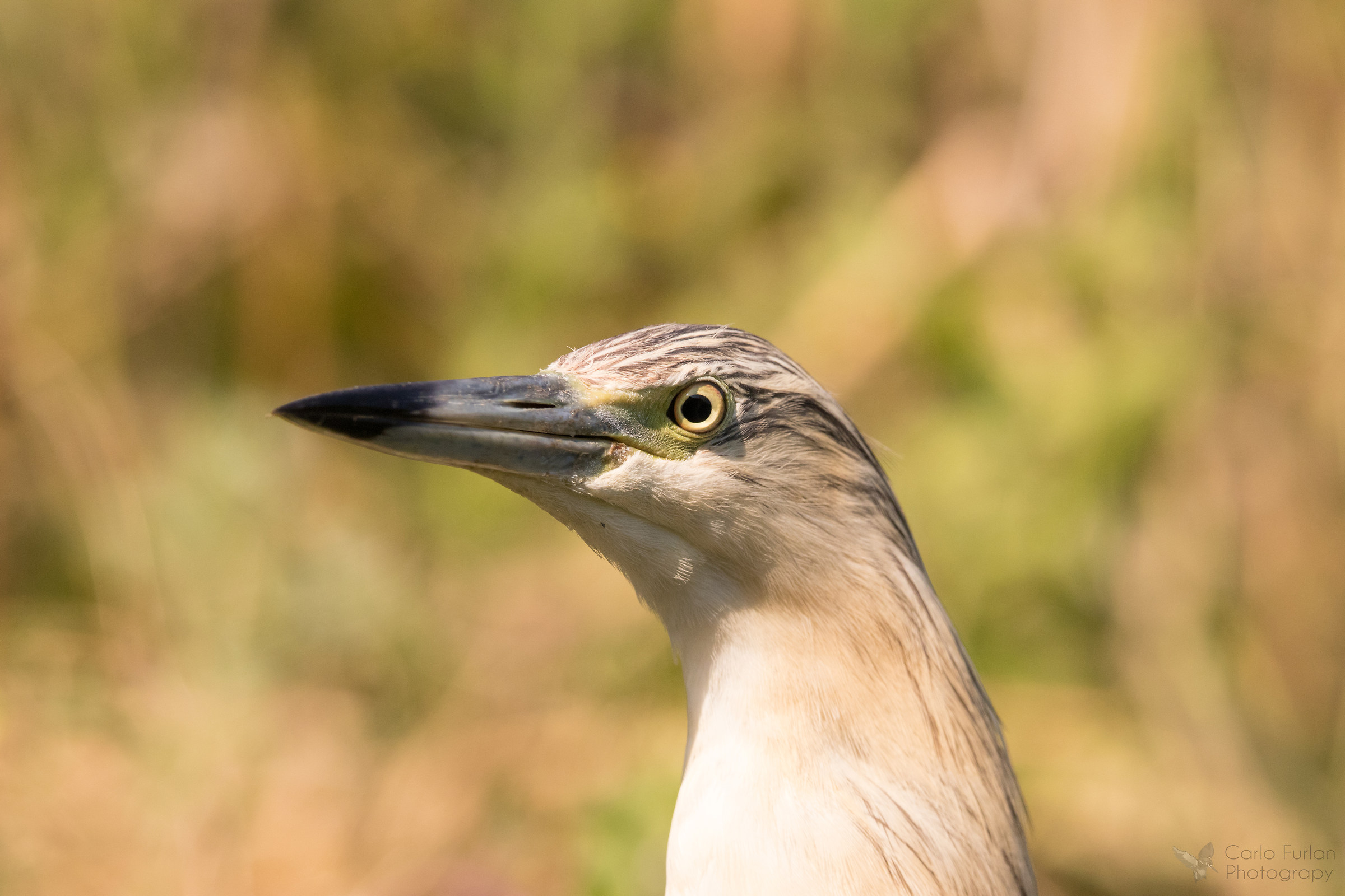 Portrait Sgarza Sprig