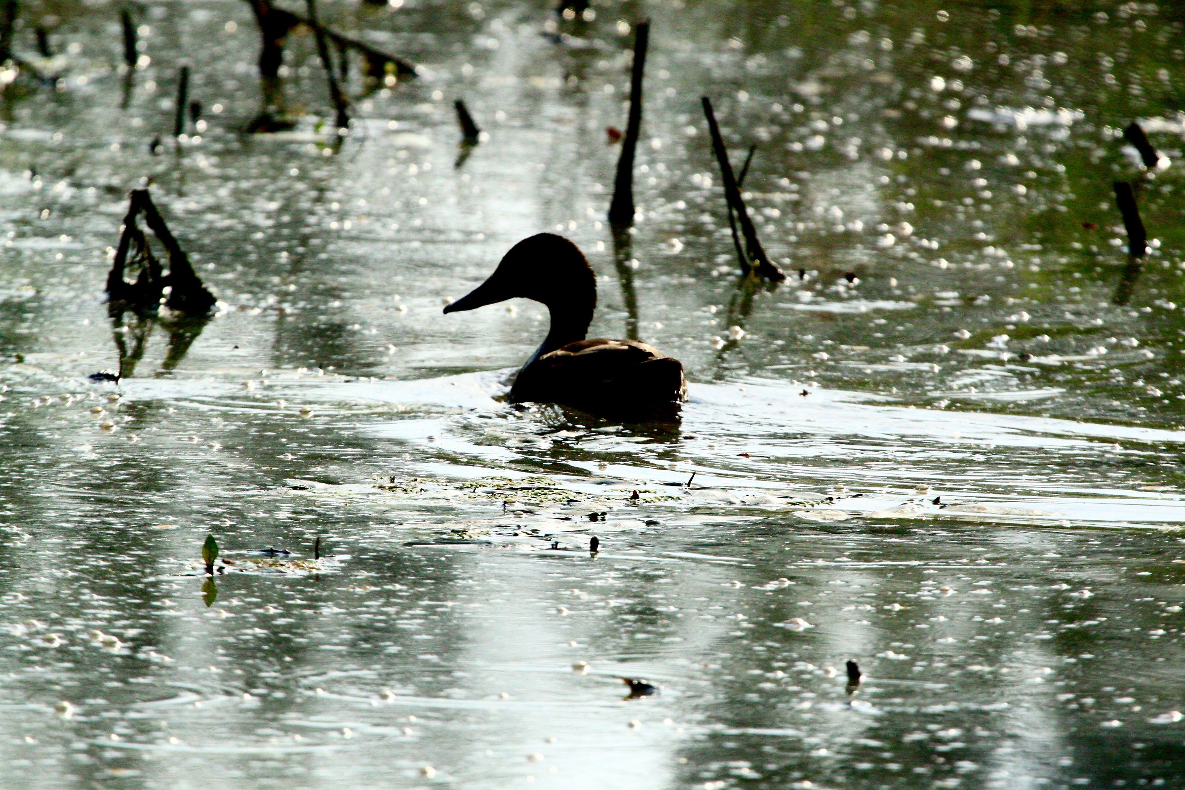 Germani nelle golene del Po