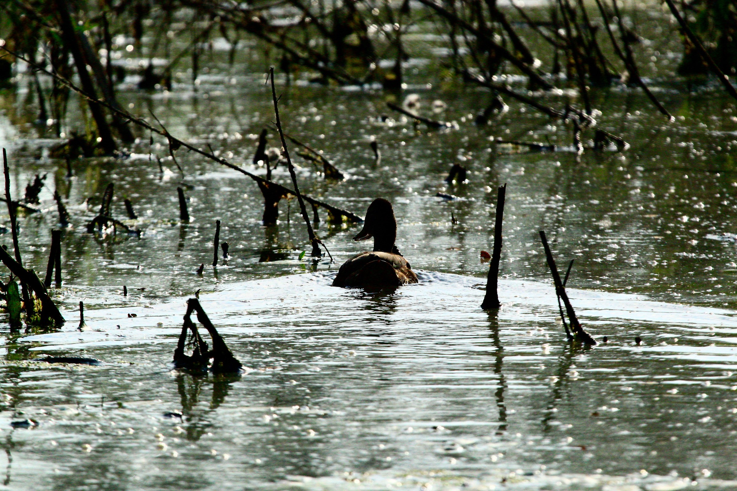 Germano golena del Po