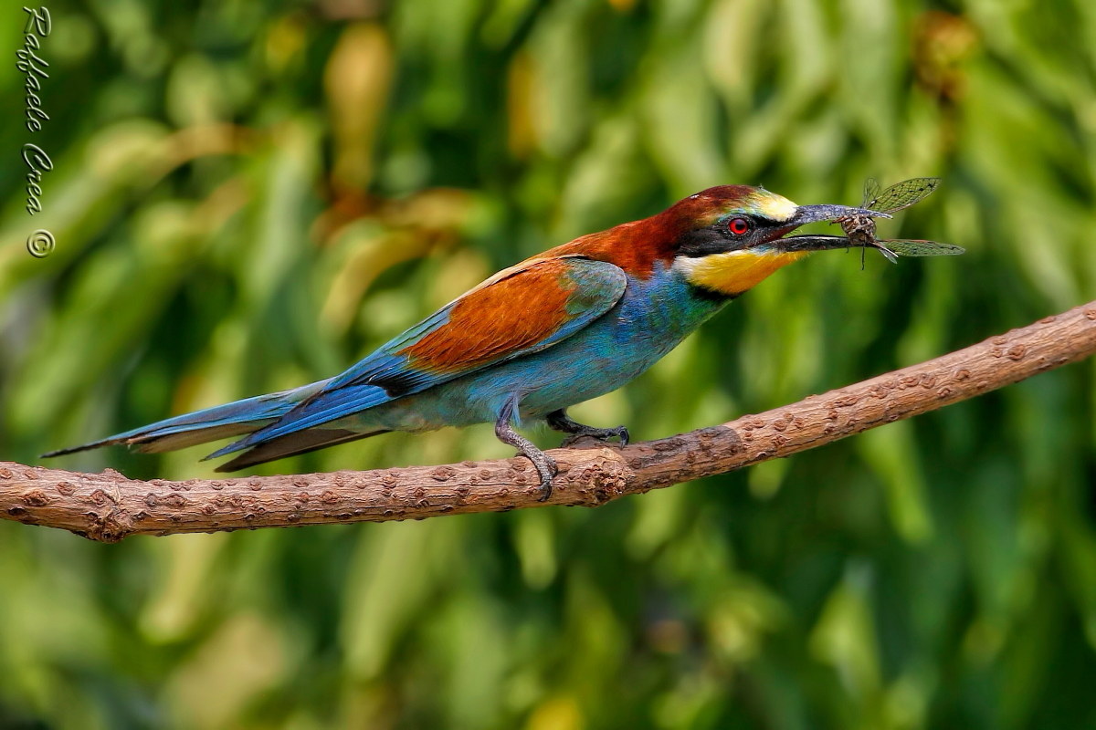 Bee-eater on Elderberry