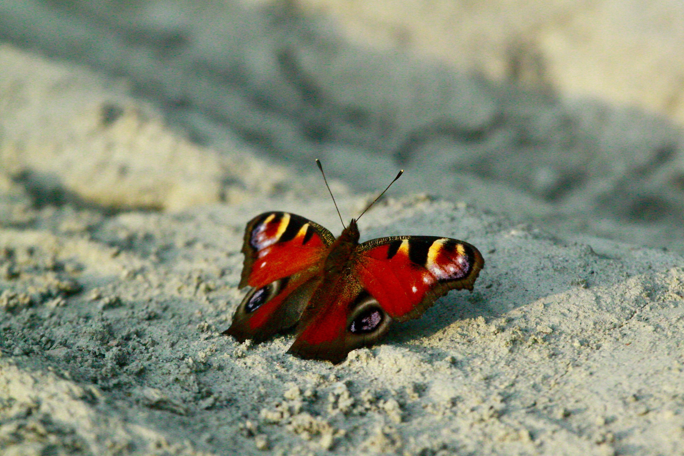 Aglais io Golena Po Viadana