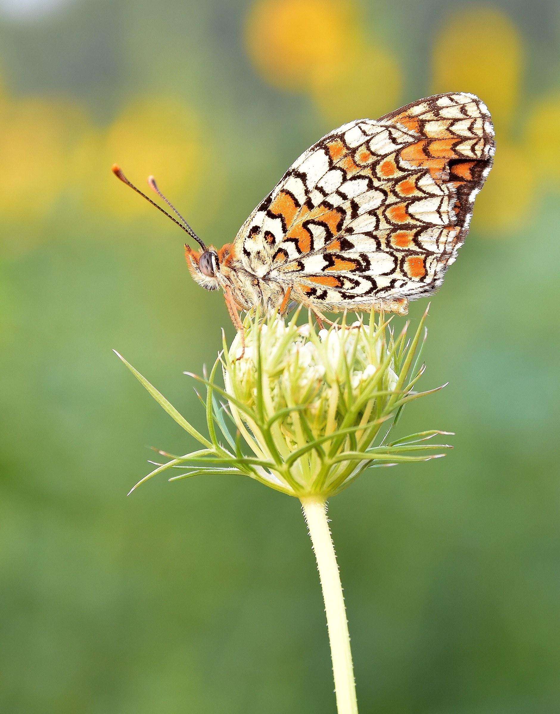 Melitaea