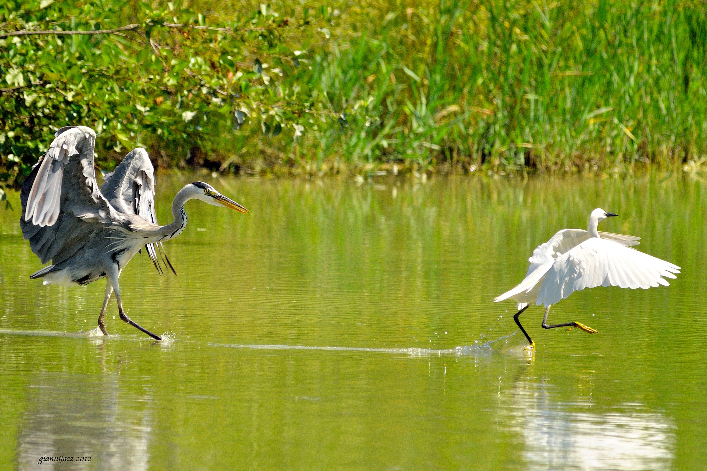 cinerino vs. garzetta