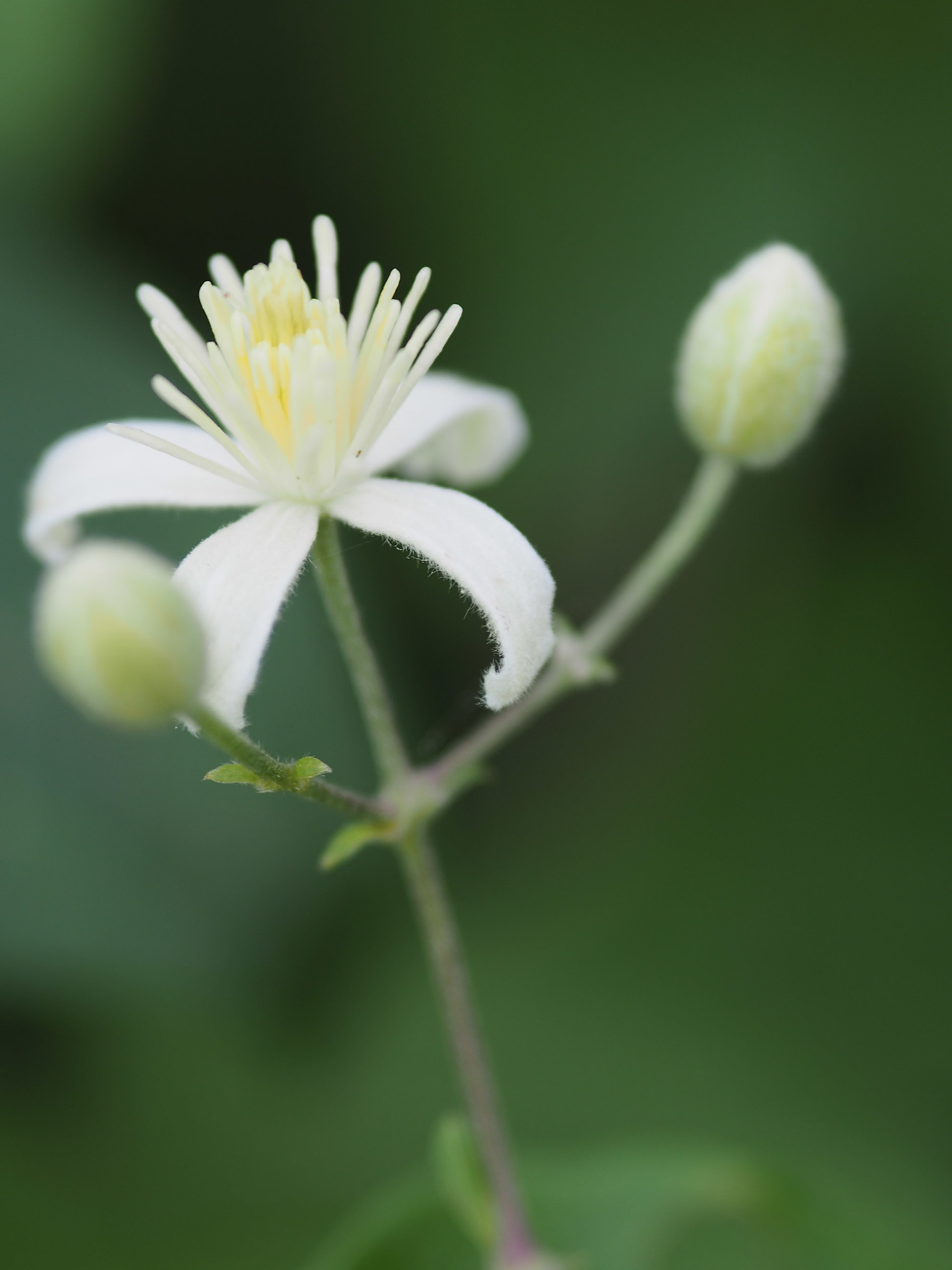 Clematis vitalba