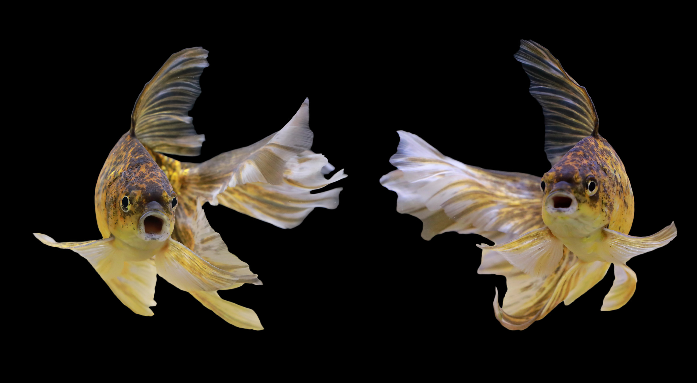 Fantail quasi allo specchio