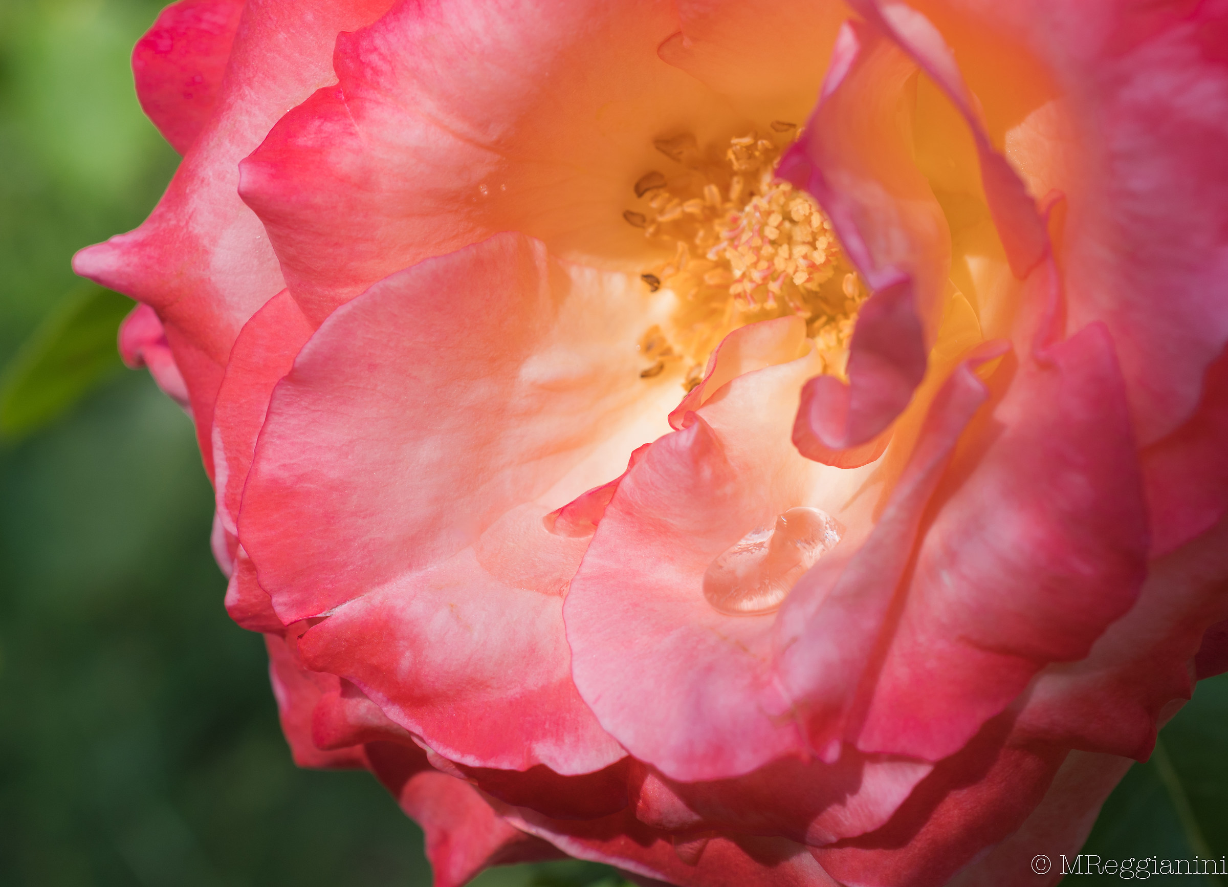 Between the leaves and the morning dew