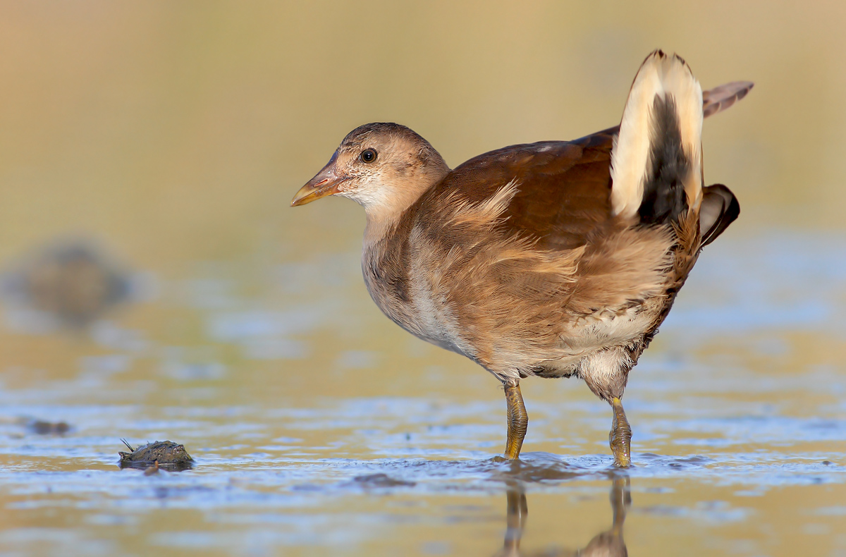 Young Water Hen