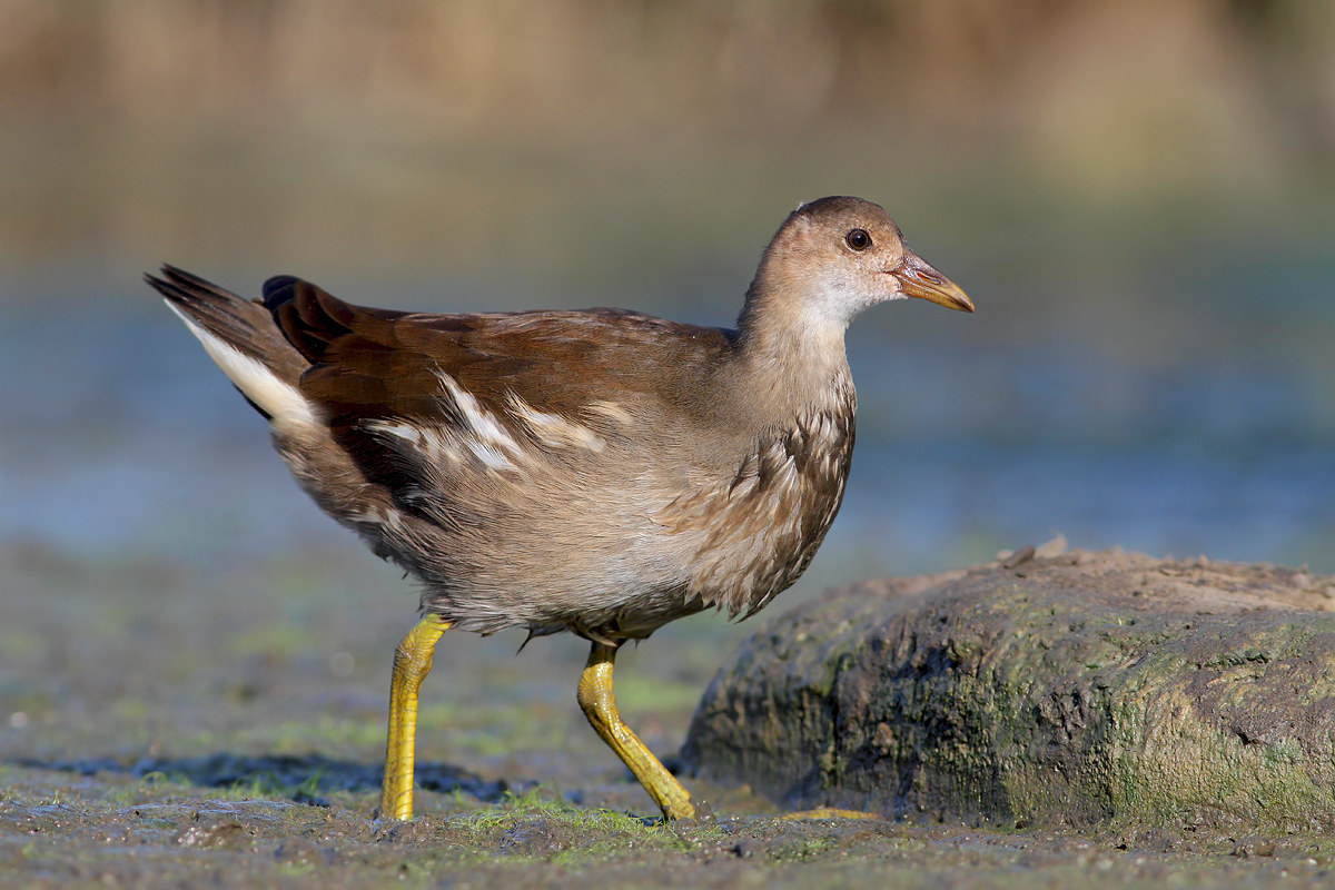 Young Water Hen
