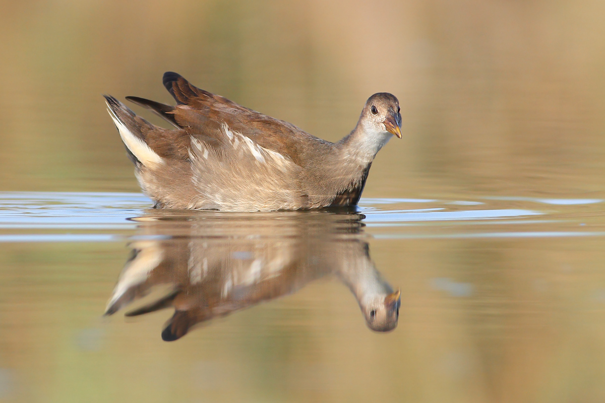 Young Water Hen