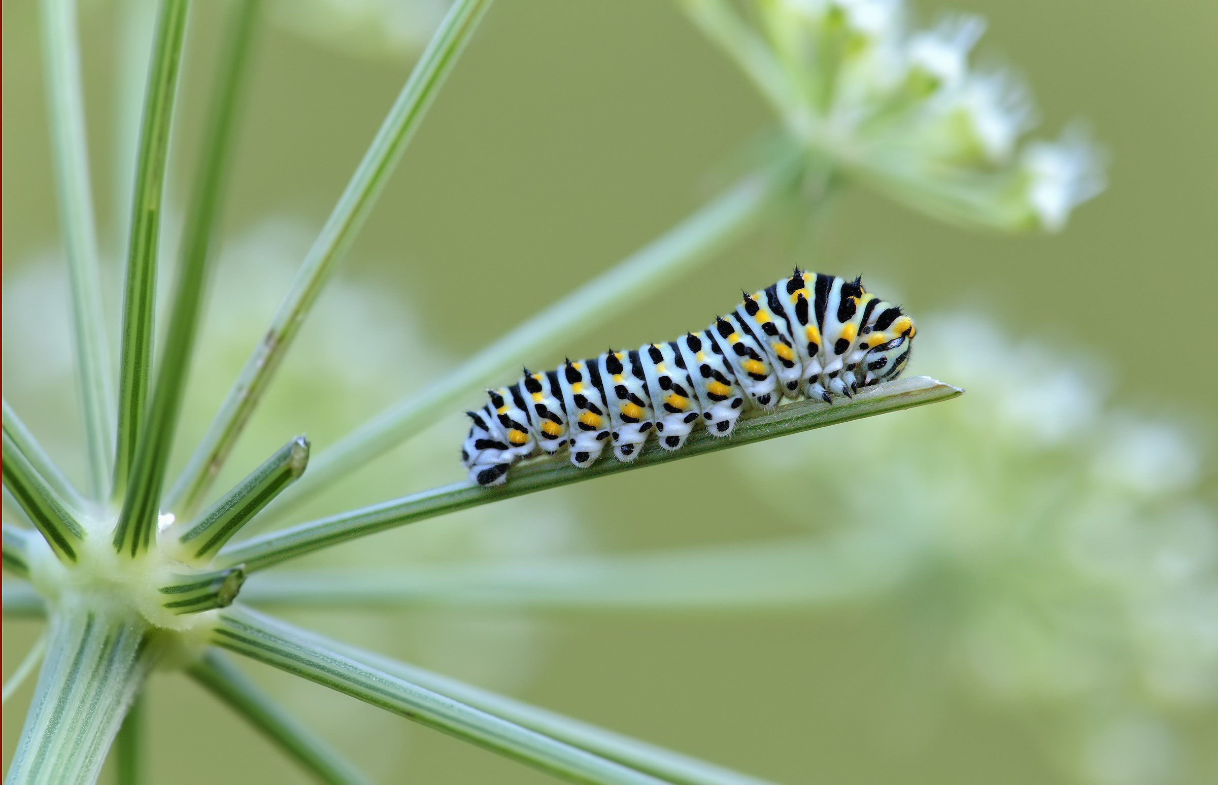 Sarò il Macaone più bello.