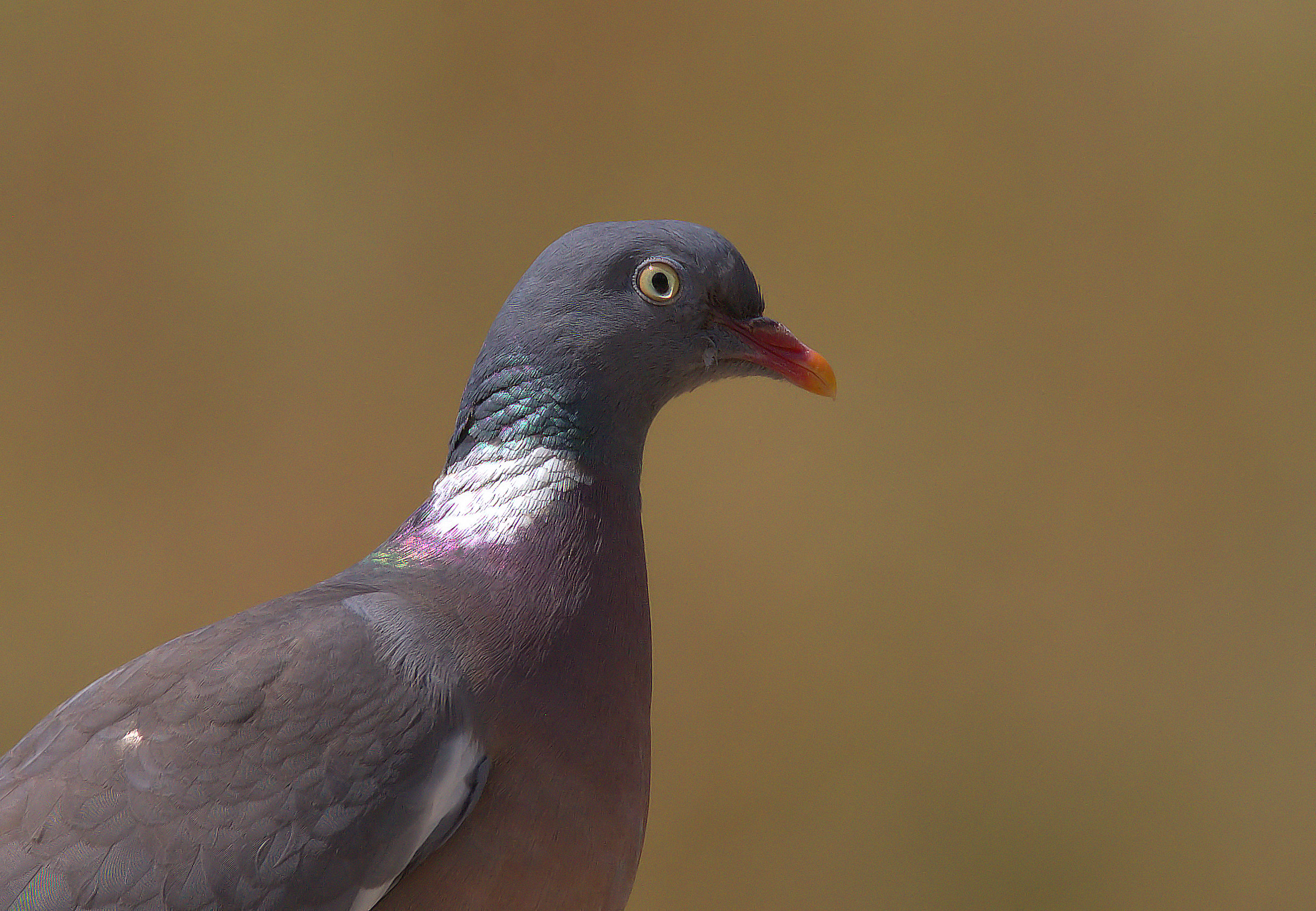 Wood Pigeon