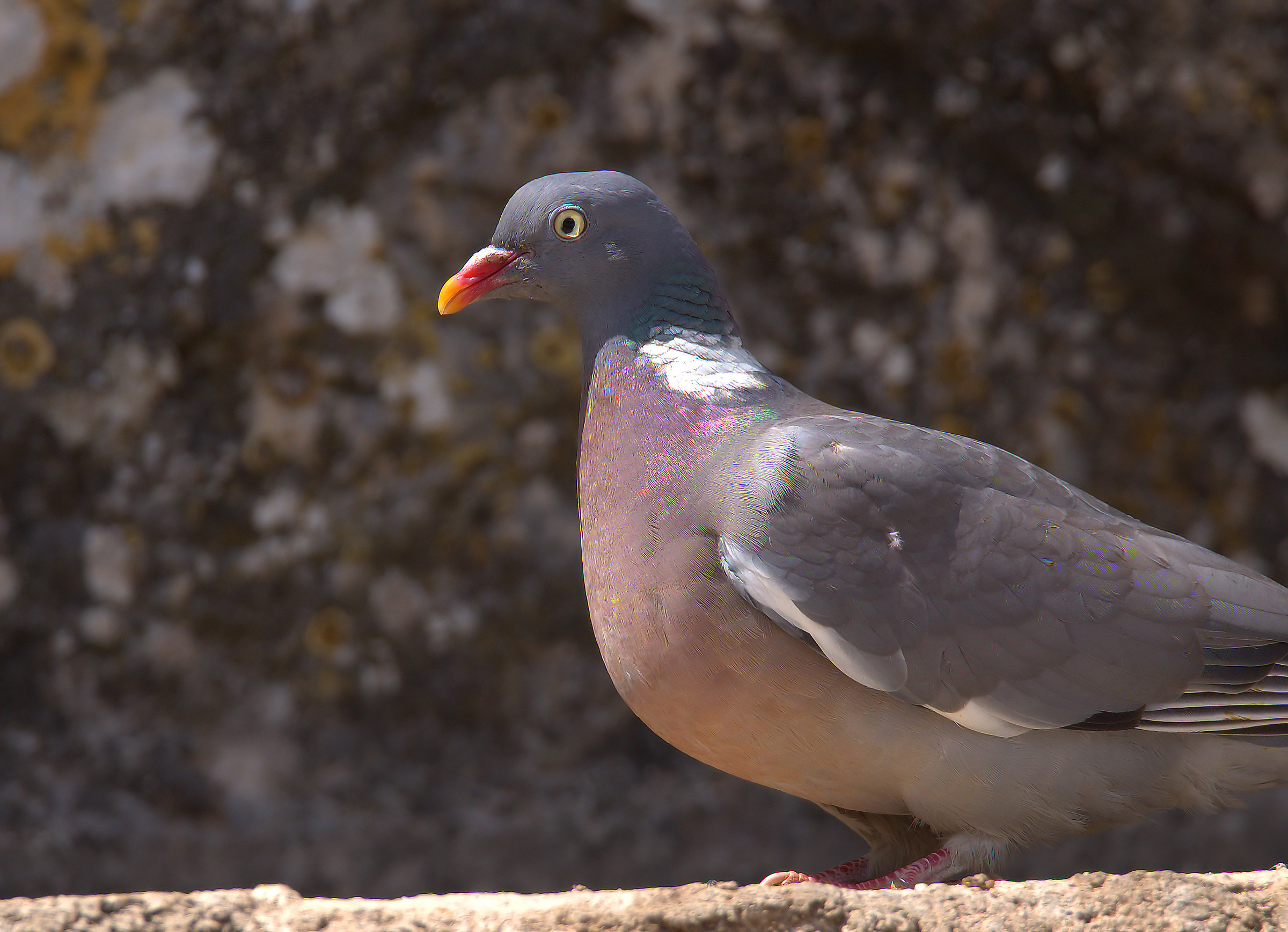 Wood Pigeon