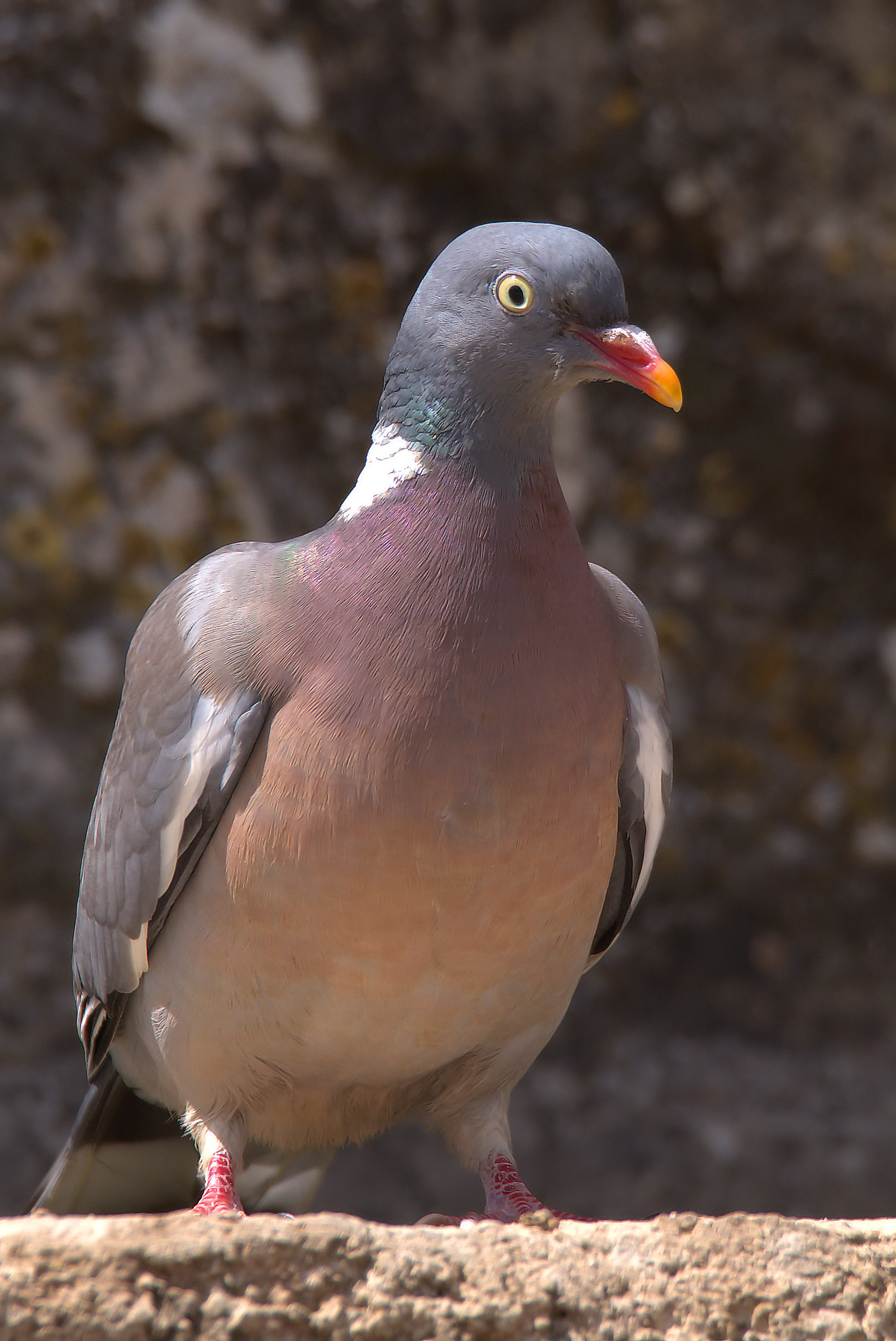 Wood Pigeon