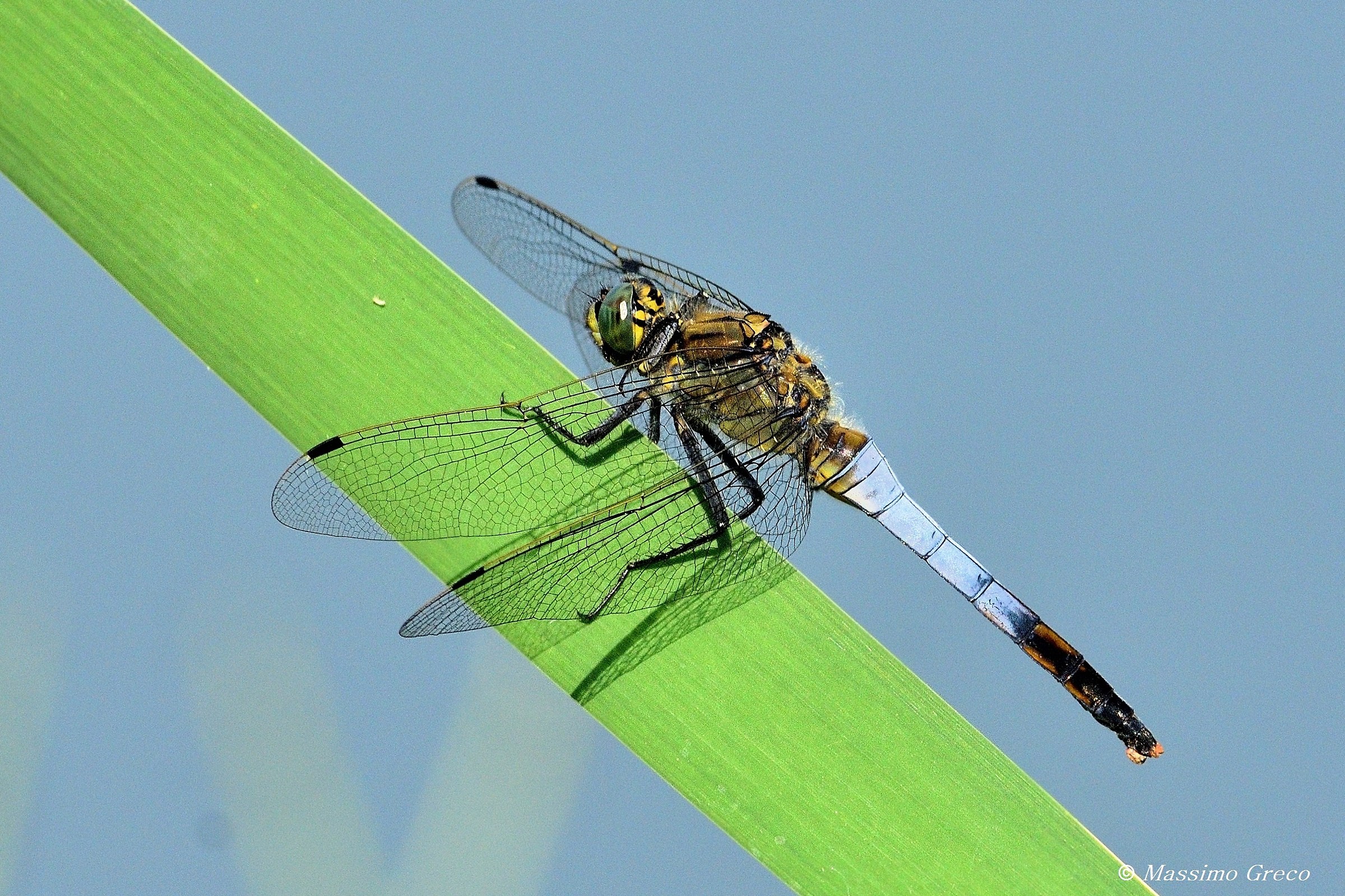 Orthetrum brunneum