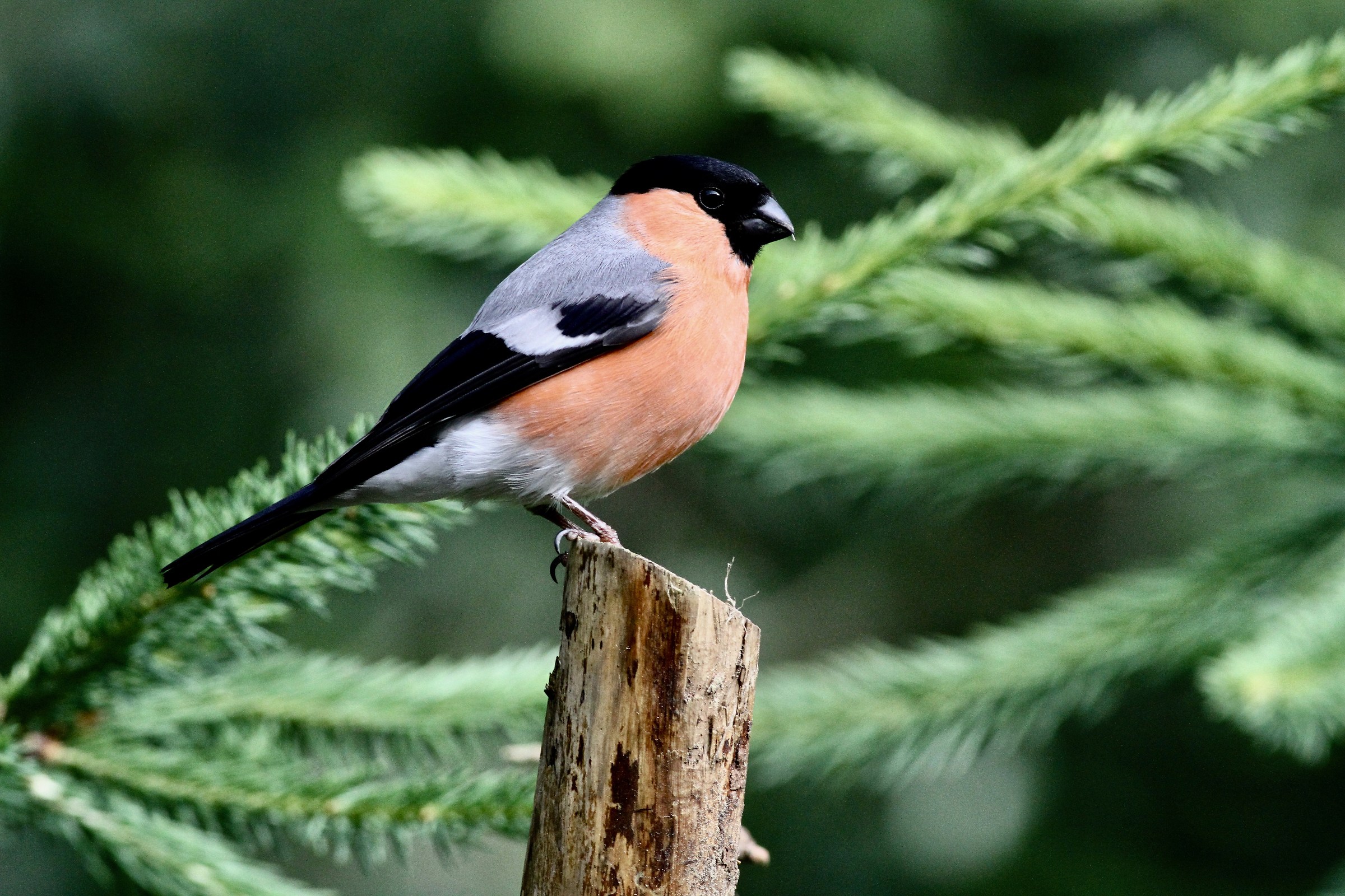 Bullfinch