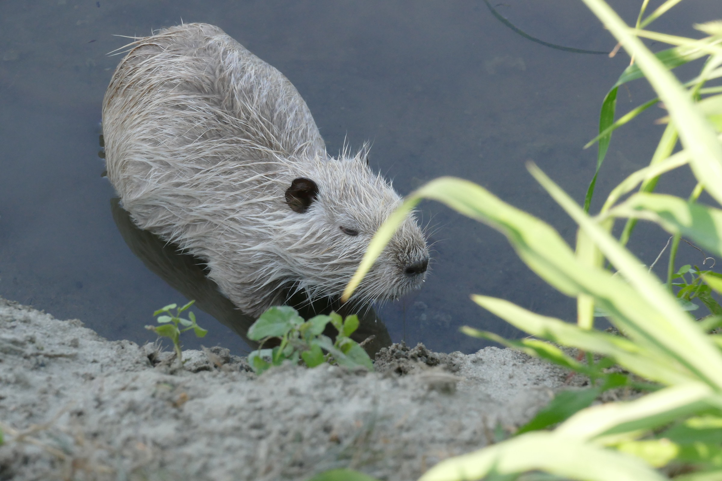 curioso x niente timido