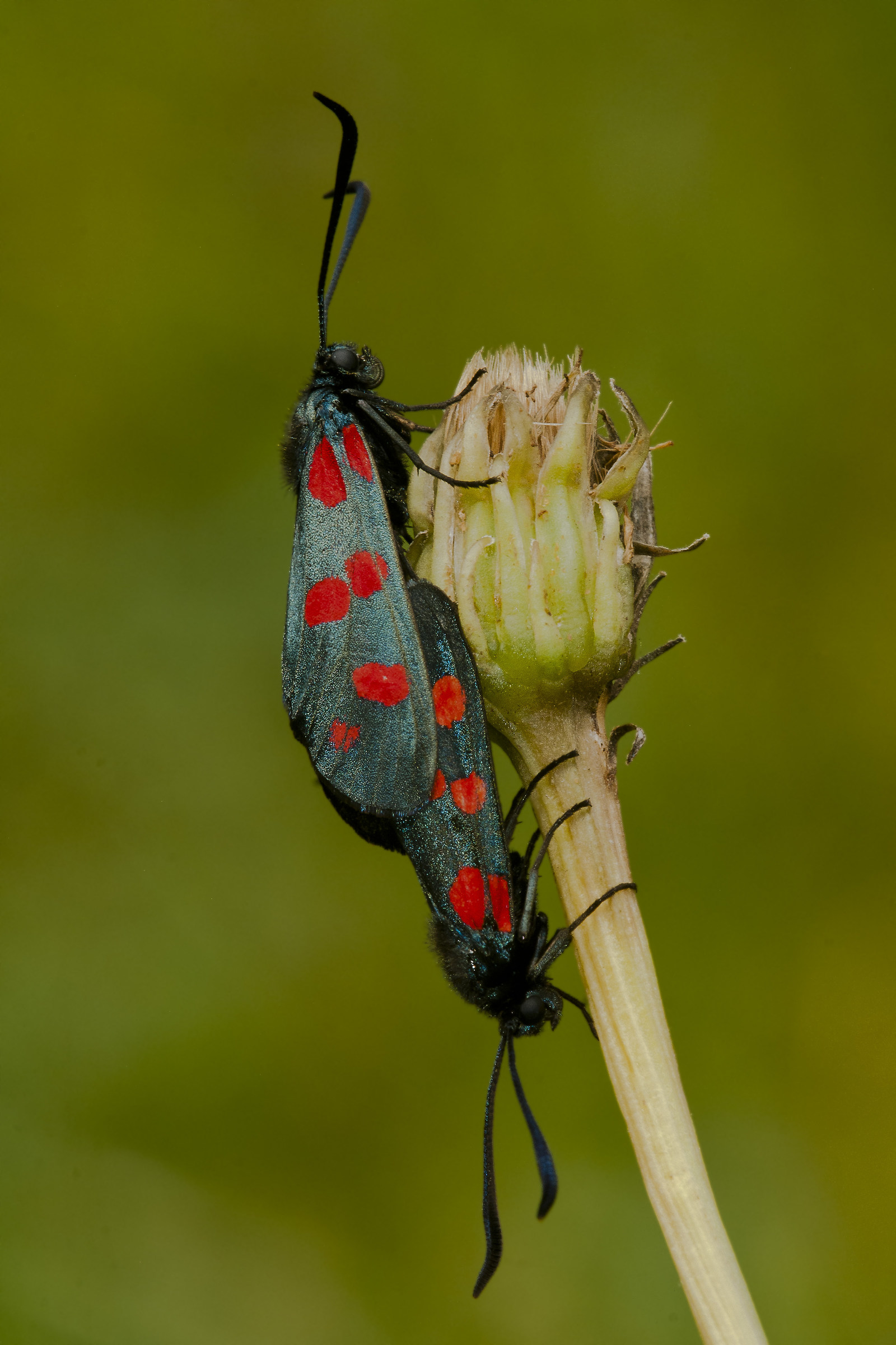 Zygaena filipendulae