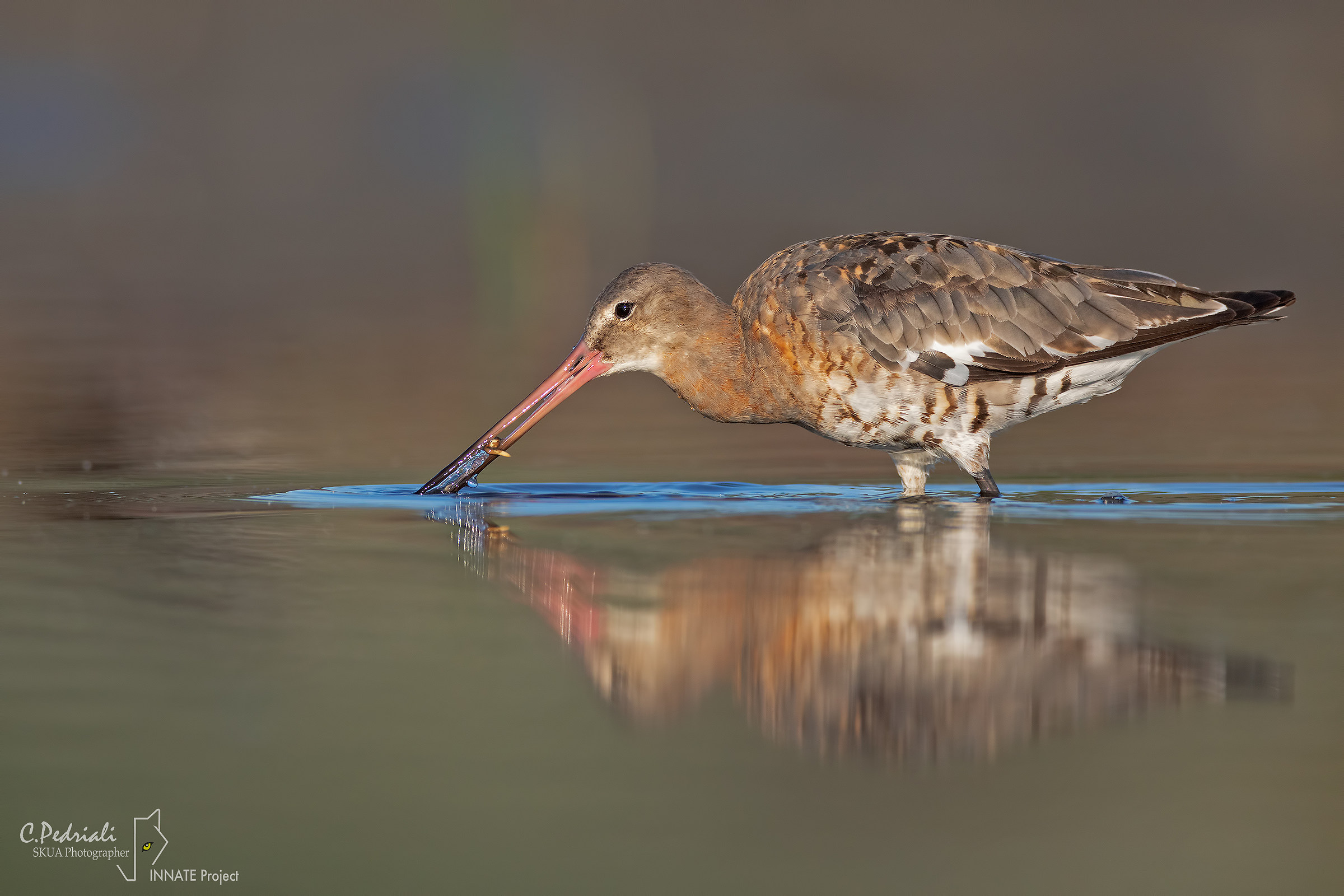 Real-life Pittima with prey...