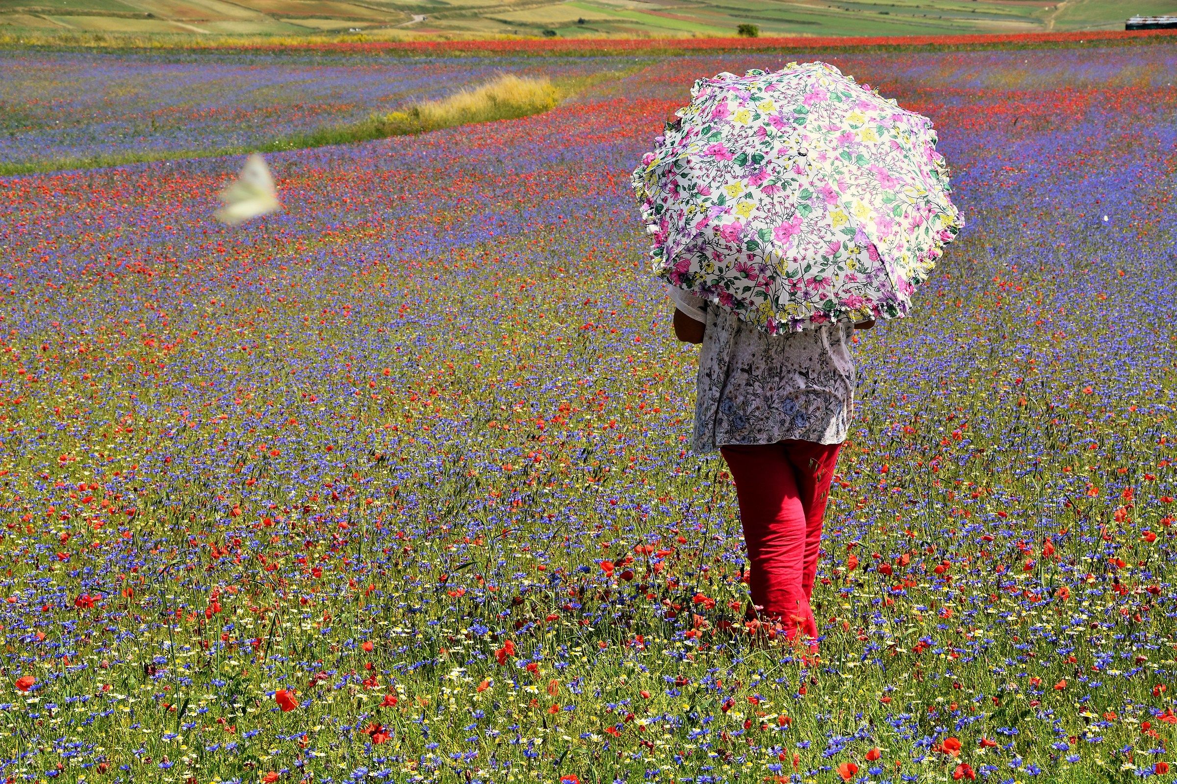 ... su quale fiore si poserà la farfalla? ...