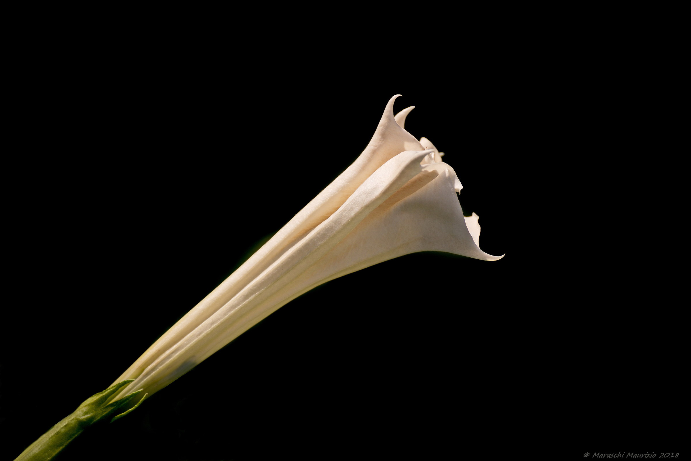 Datura