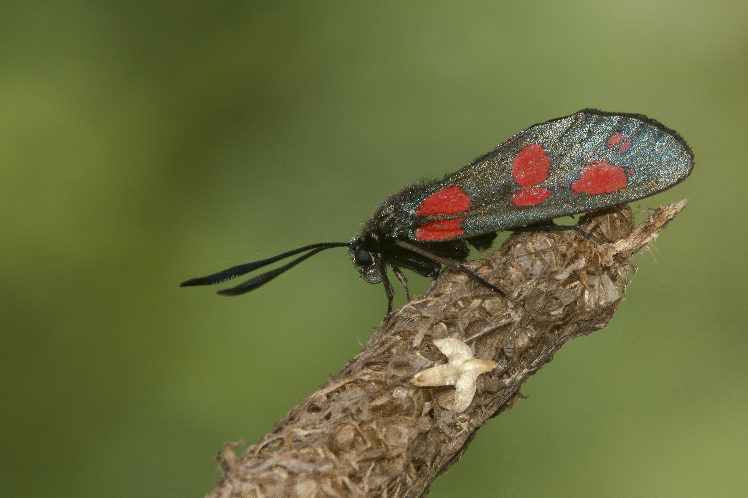 Zygaena filipendulae
