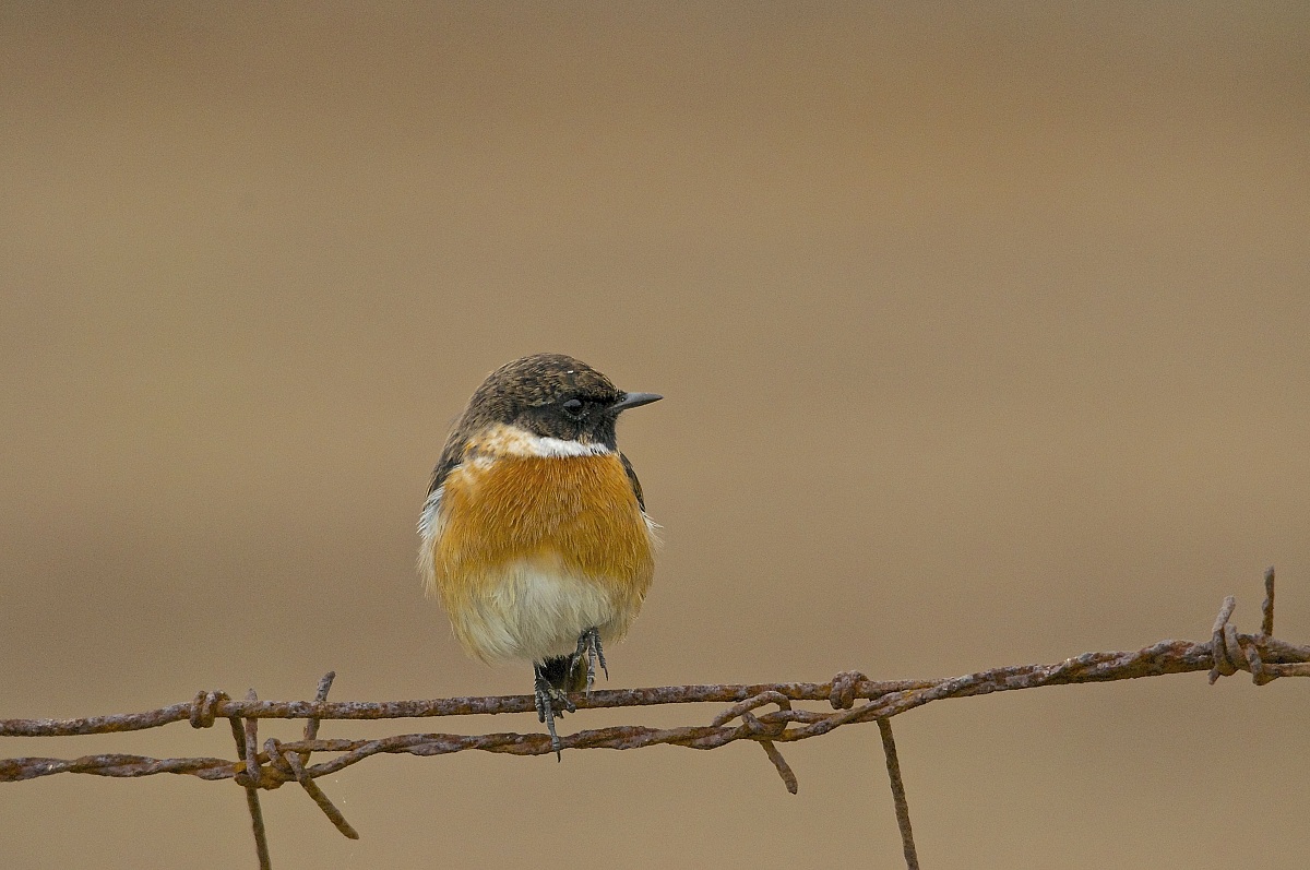 Stonechat