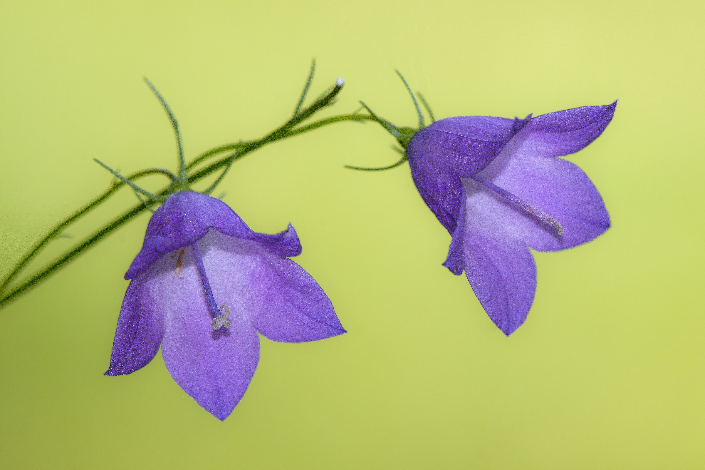 Campanula selvatica - Campanula trachelium