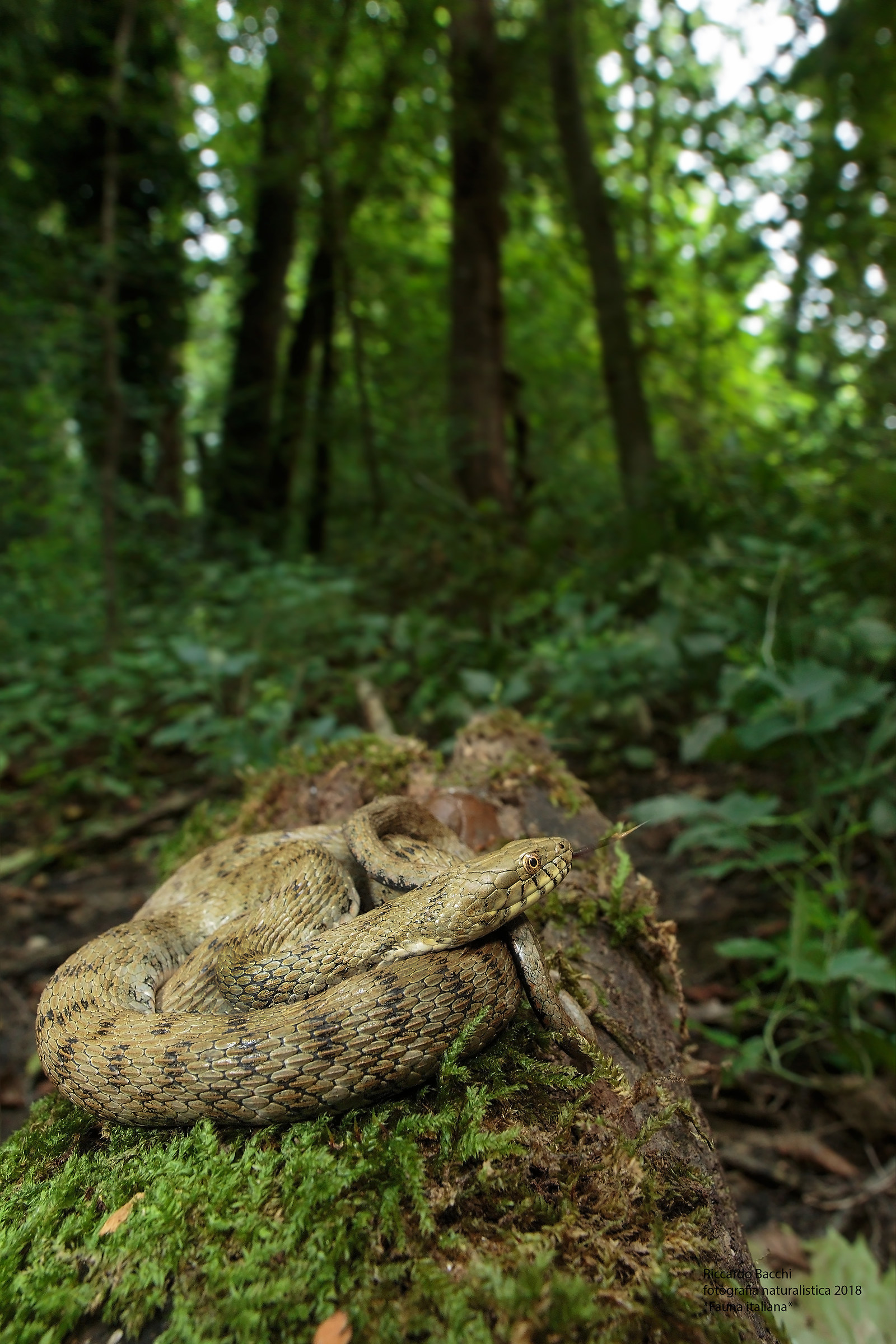 Bosco Planiziale e Natrice tassellata