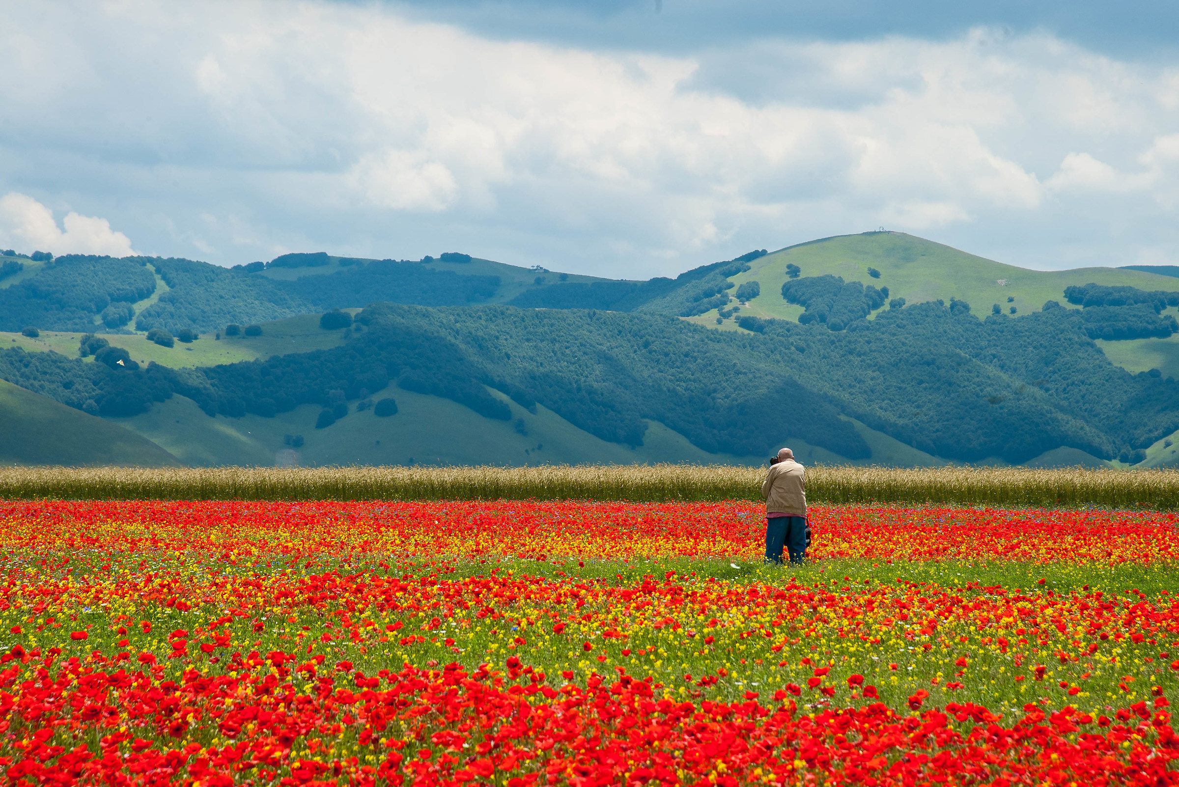 Rapito dal rosso (Fioritura 2018)