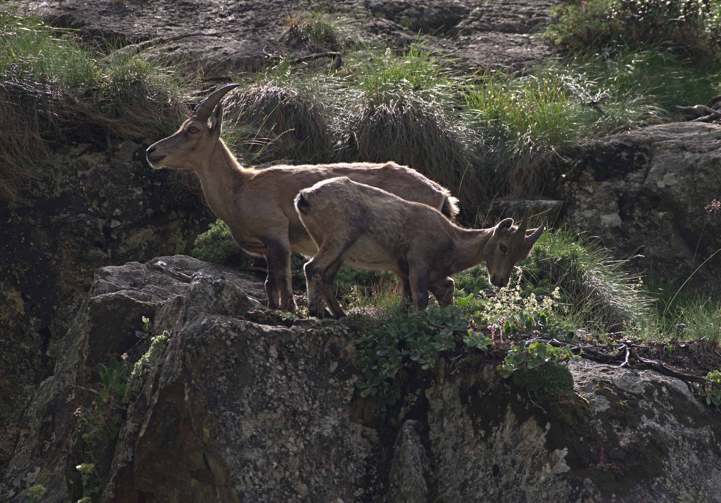 Ibex in backlight