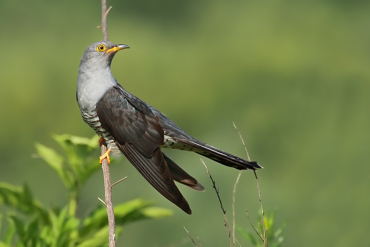 Cuckoo