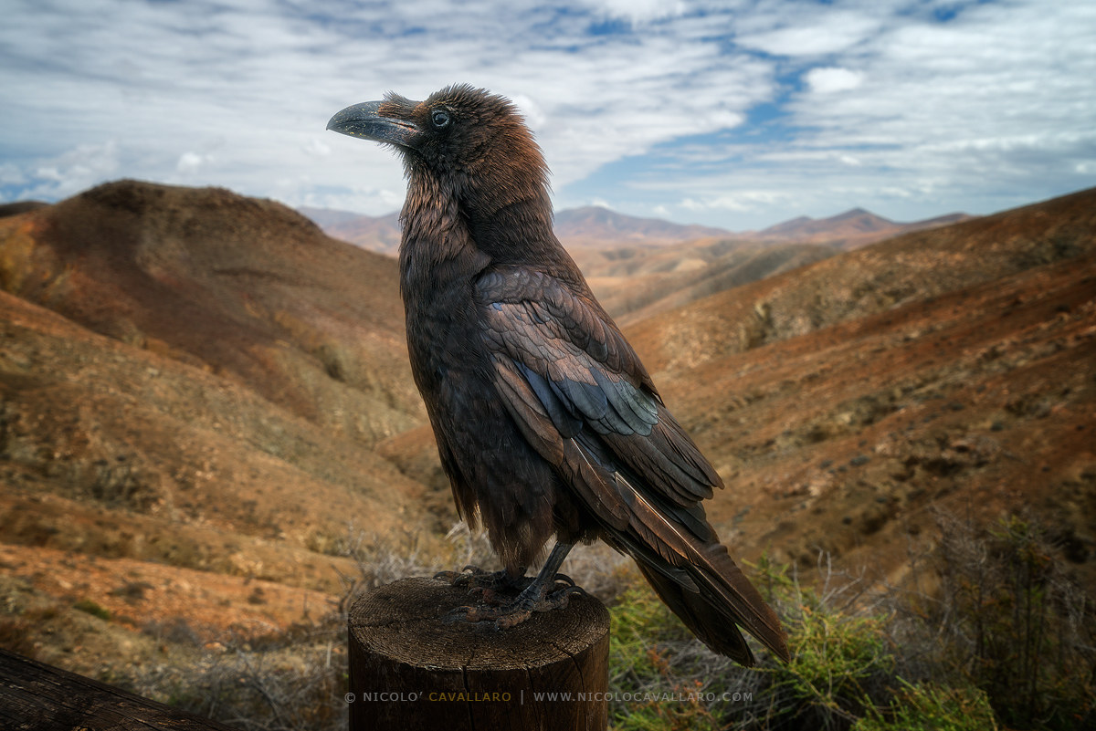 The Guardian of Fuerteventura