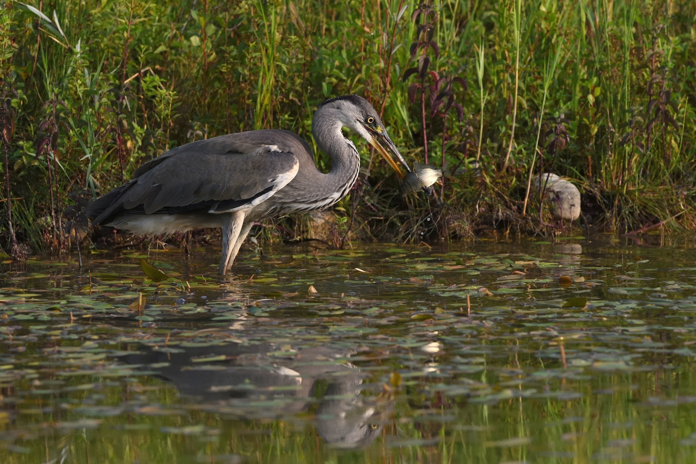 They dine with prey.