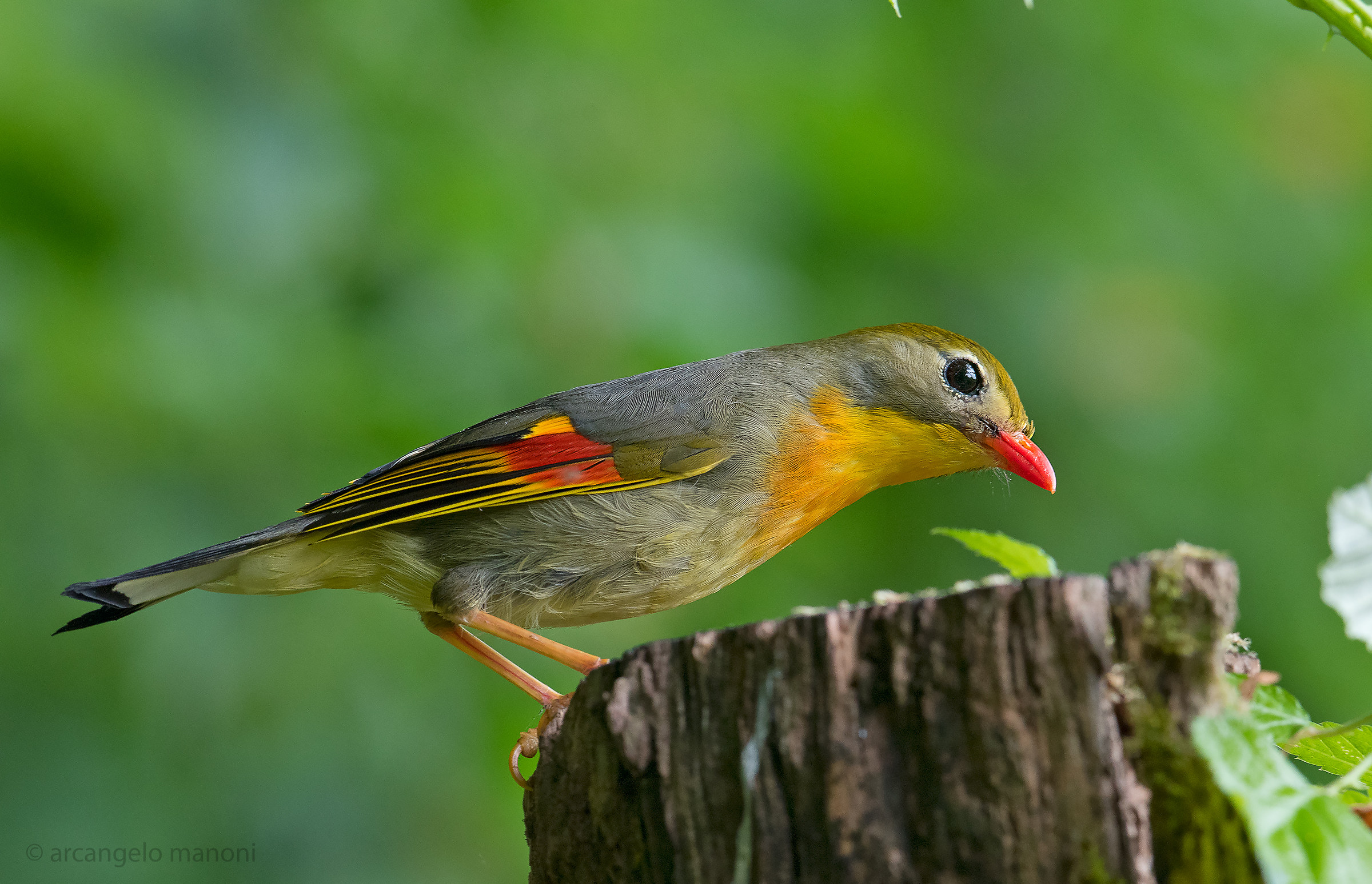 The colors of the nightingale of Japan