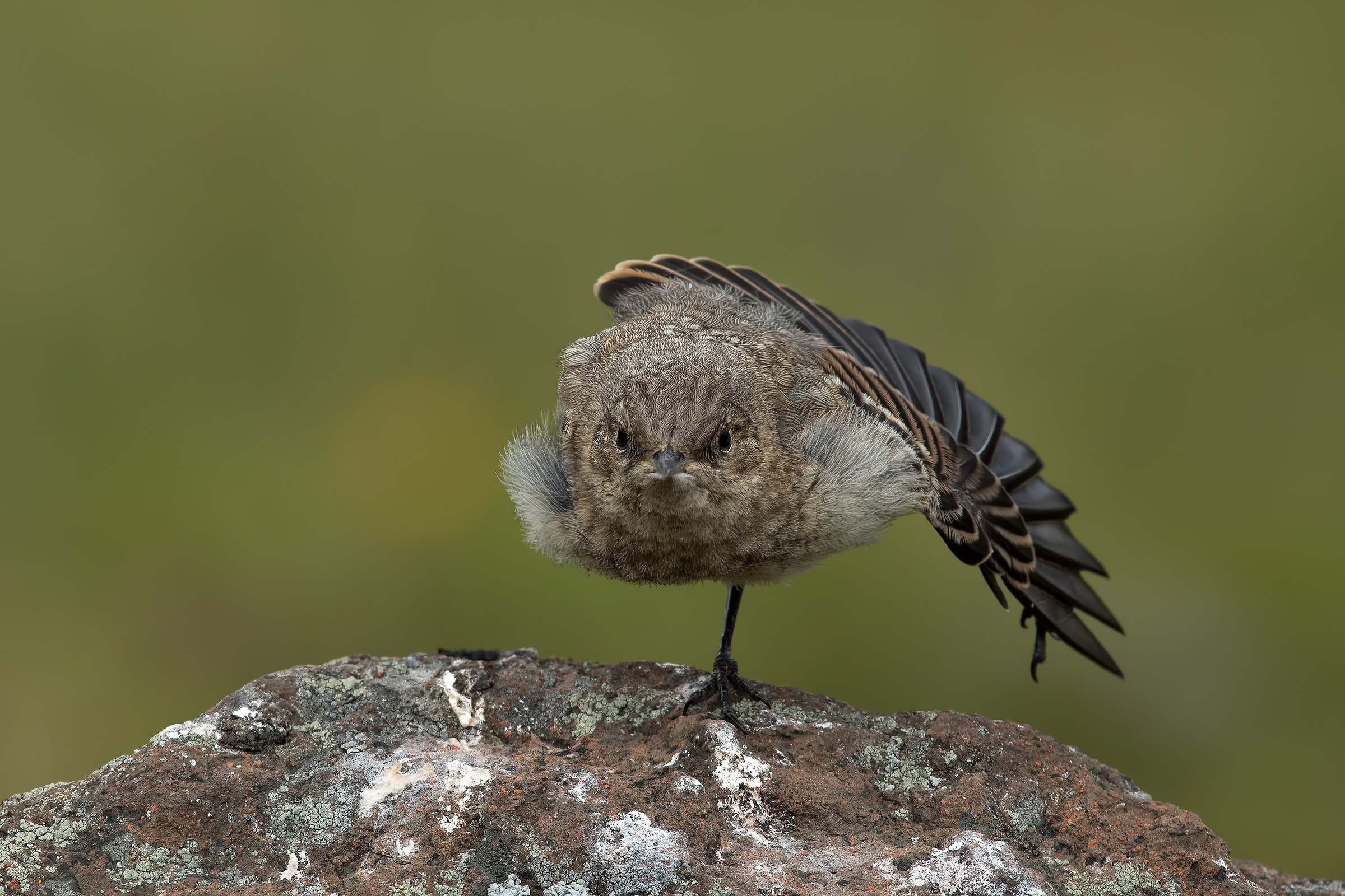 Stretching giovane culbianco