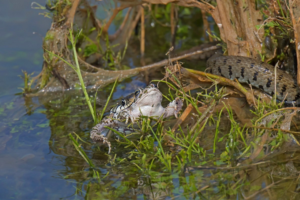 Non sarà mai più un principe