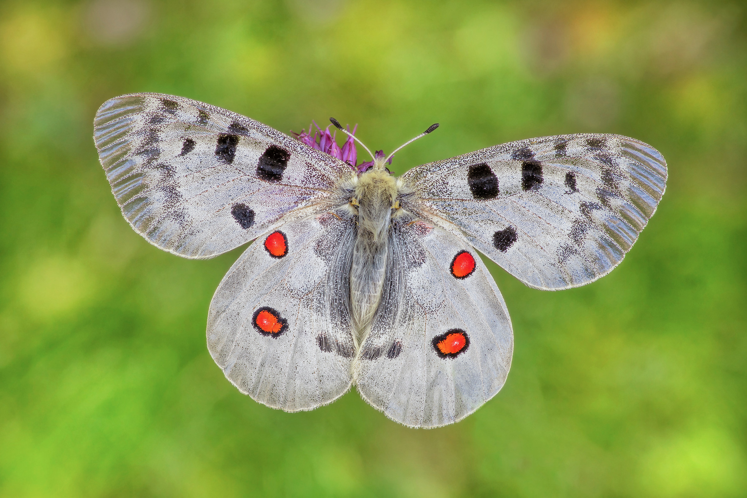 Apollo Parnassius (Linnaeus, 1758)