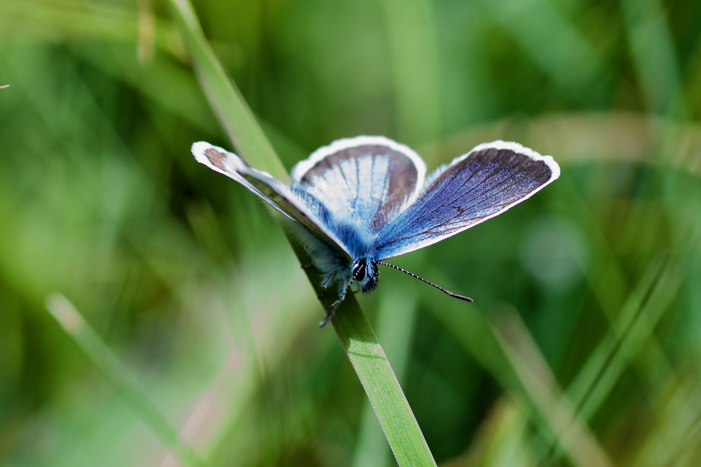 Polyommatus Icarus