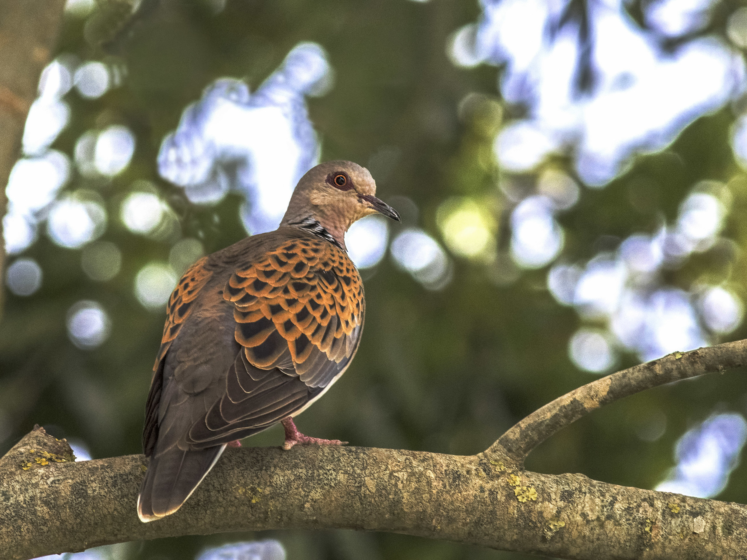 Streptopelia chinensis
