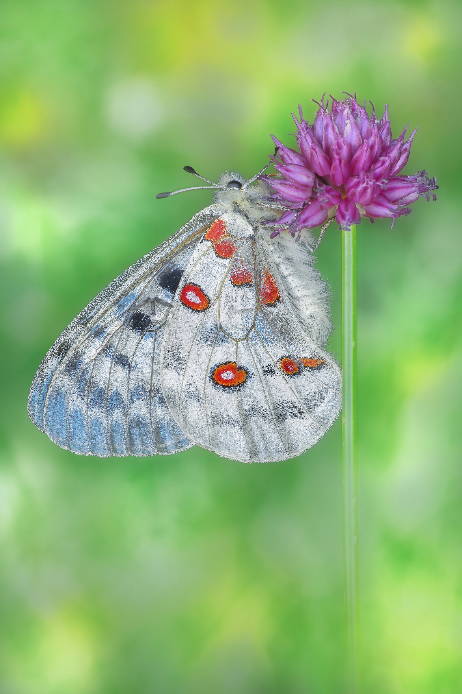 Apollo Parnassius (Linnaeus, 1758)