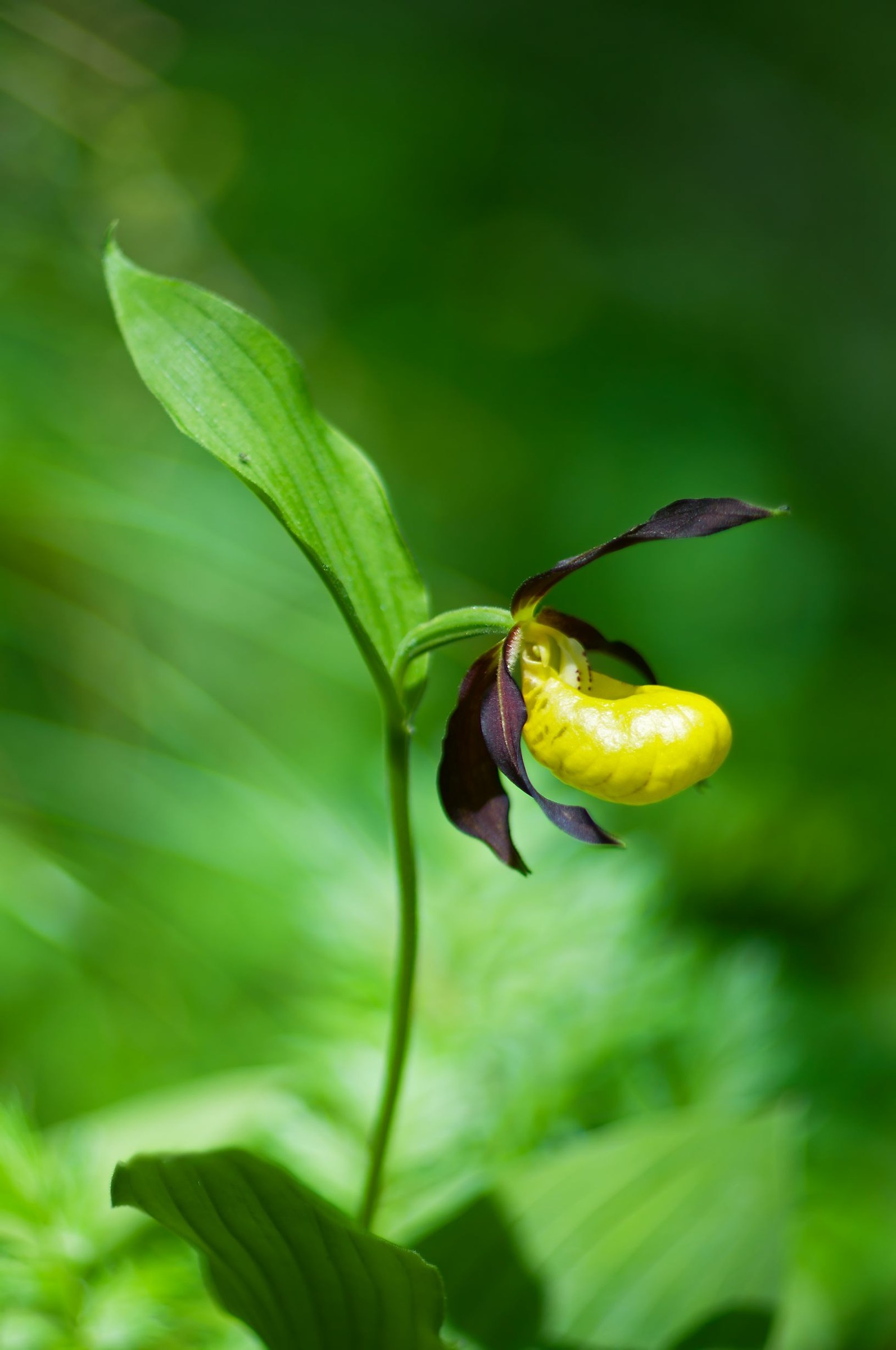 Cypripedium Calceolus