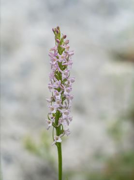 Gymnadenia odoratissima