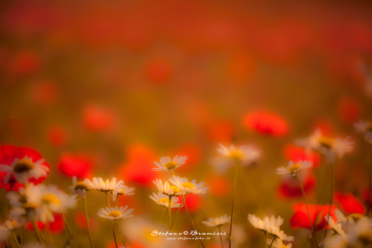 Daisies and Poppies at dawn